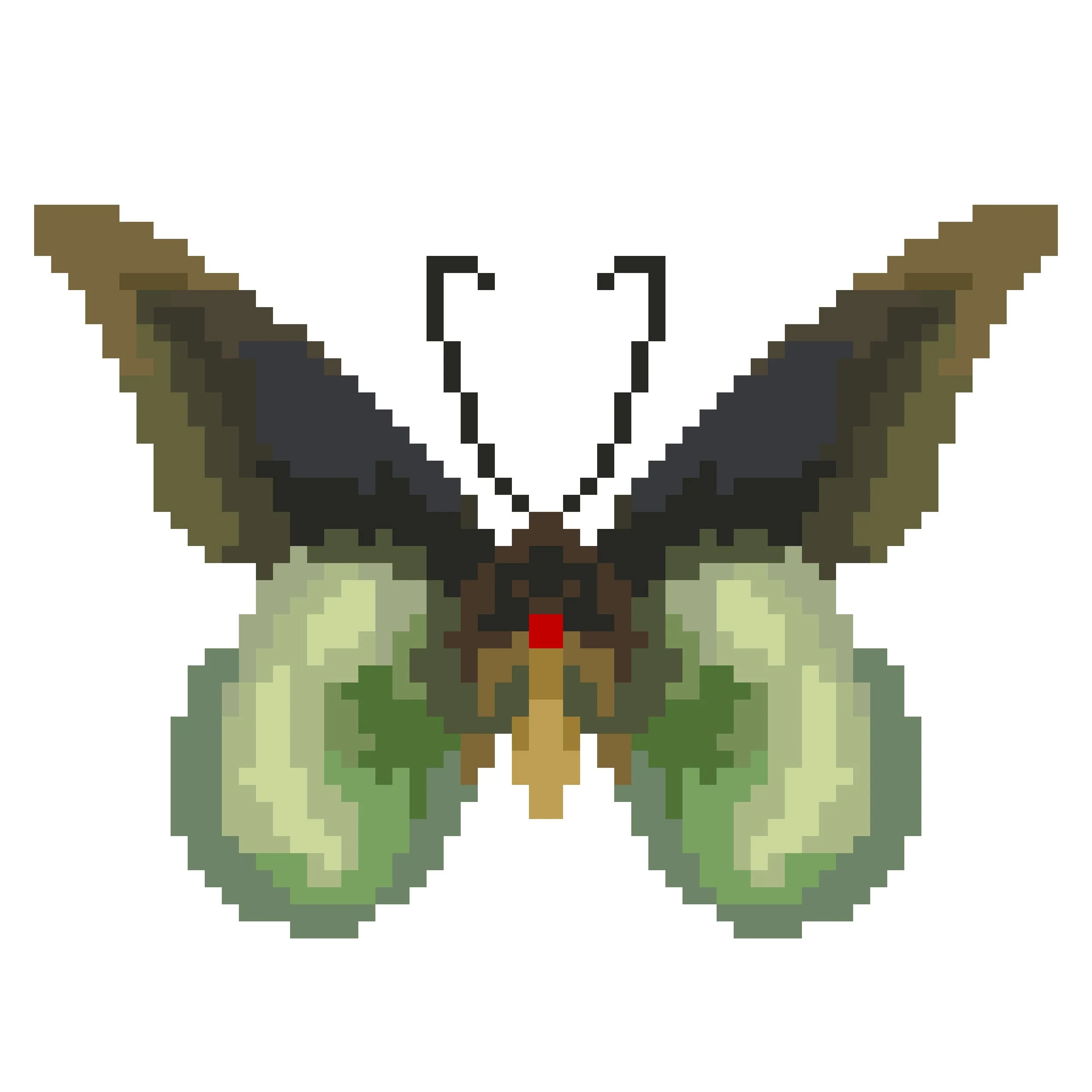 Wingpin#0540-Battus laodamas iopas.jpg