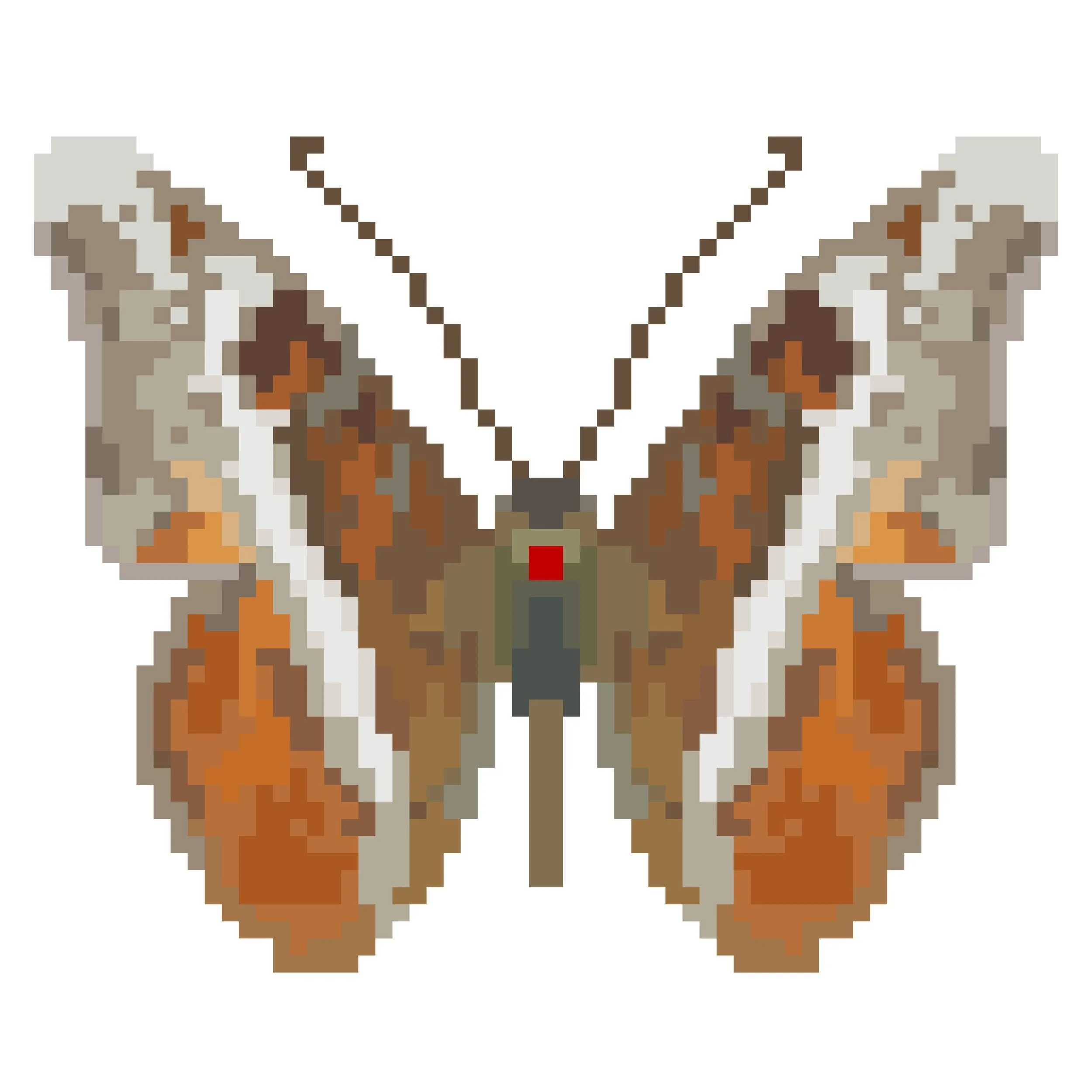 Wingpin#0768-Lebadea martha.jpg