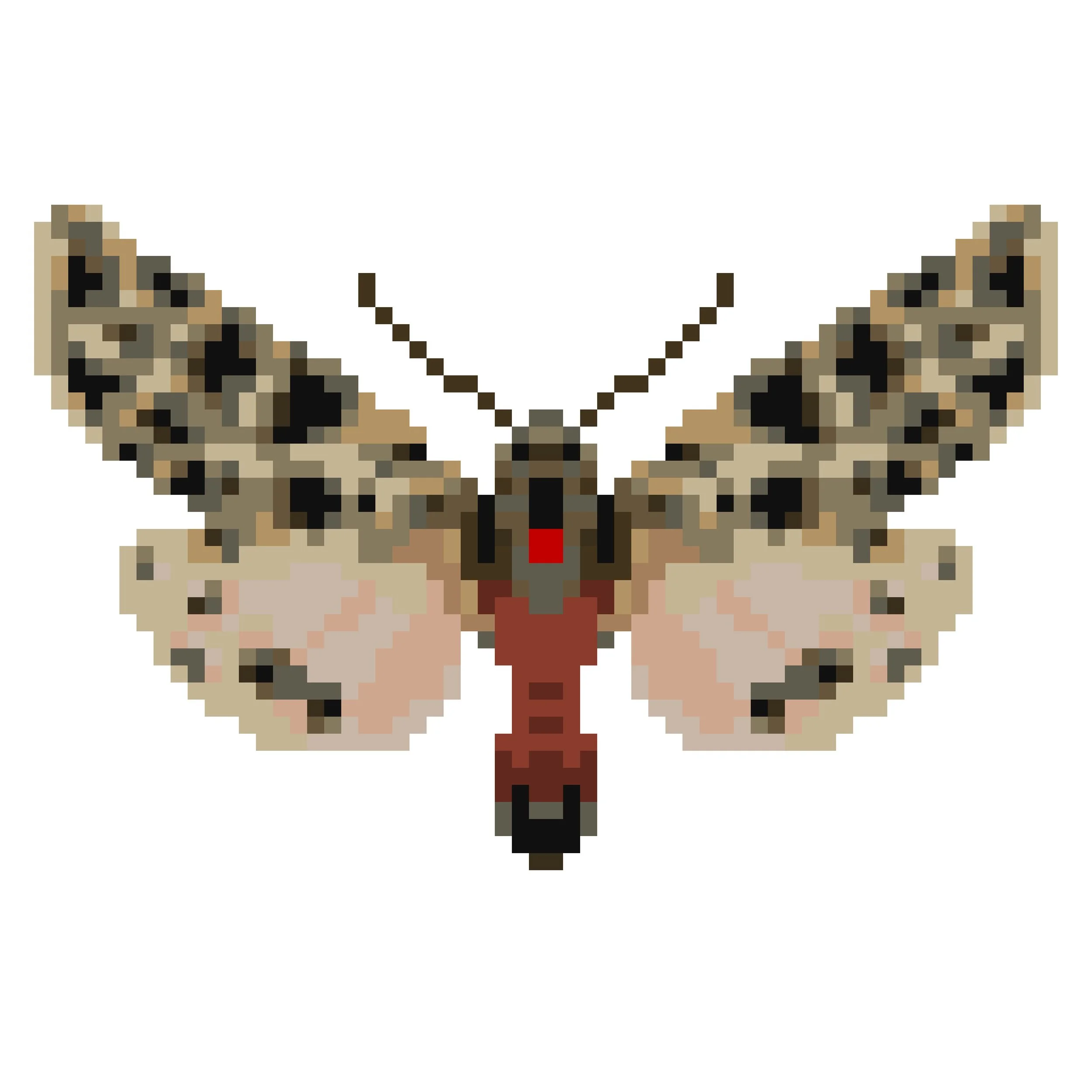 Wingpin#0094-Cymbalophora pudica.jpg