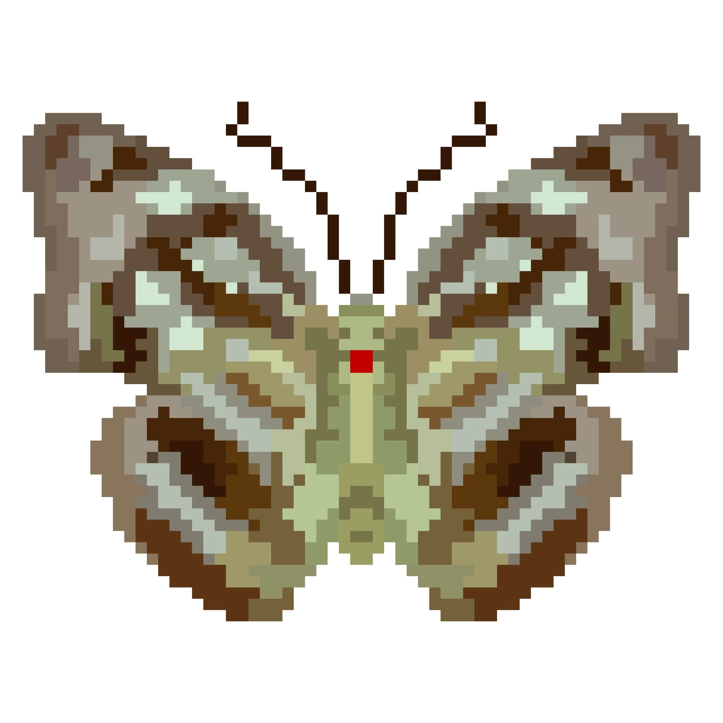 Wingpin#0638-Athyma asura idita.jpg