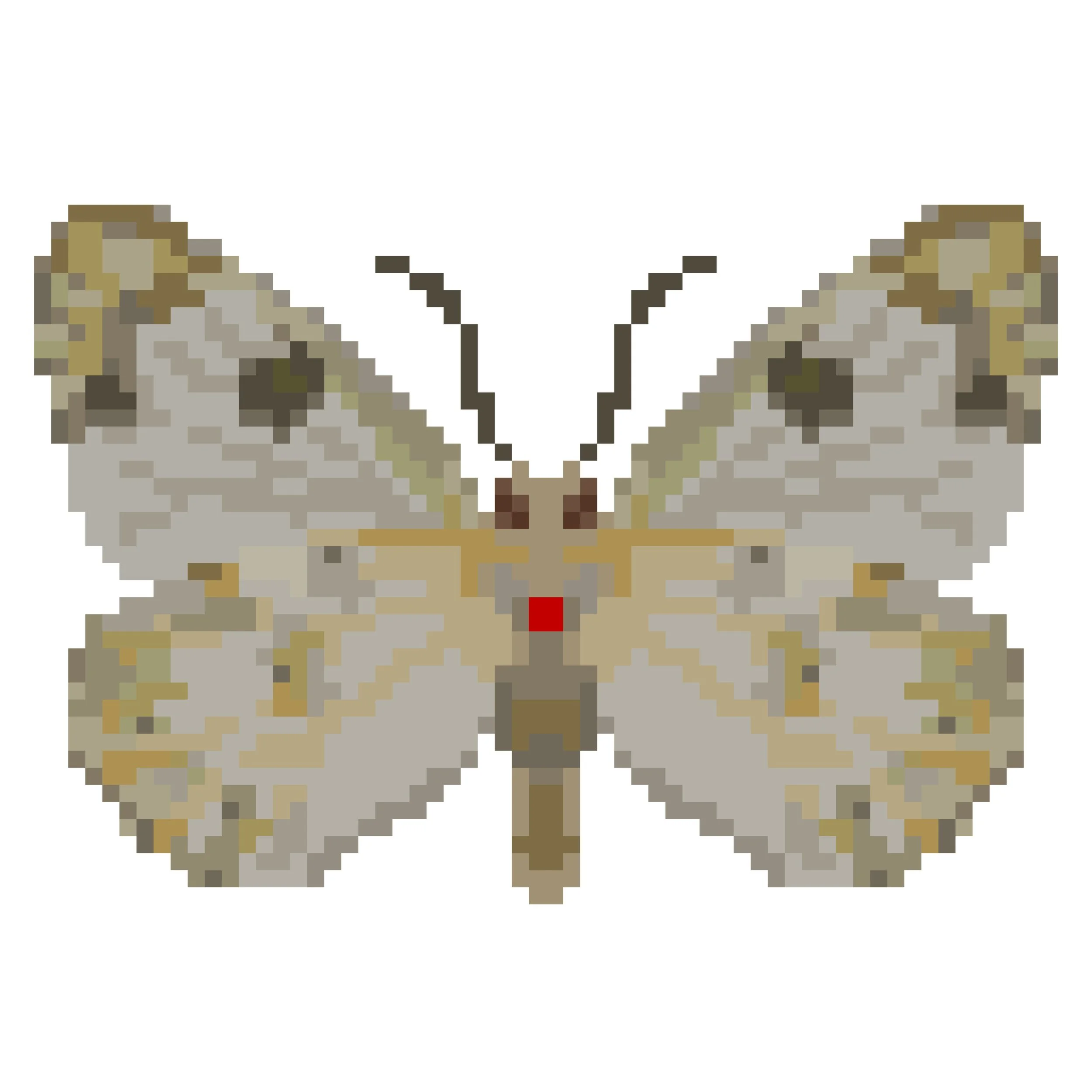 Wingpin#0174-Pontia glauconome.jpg