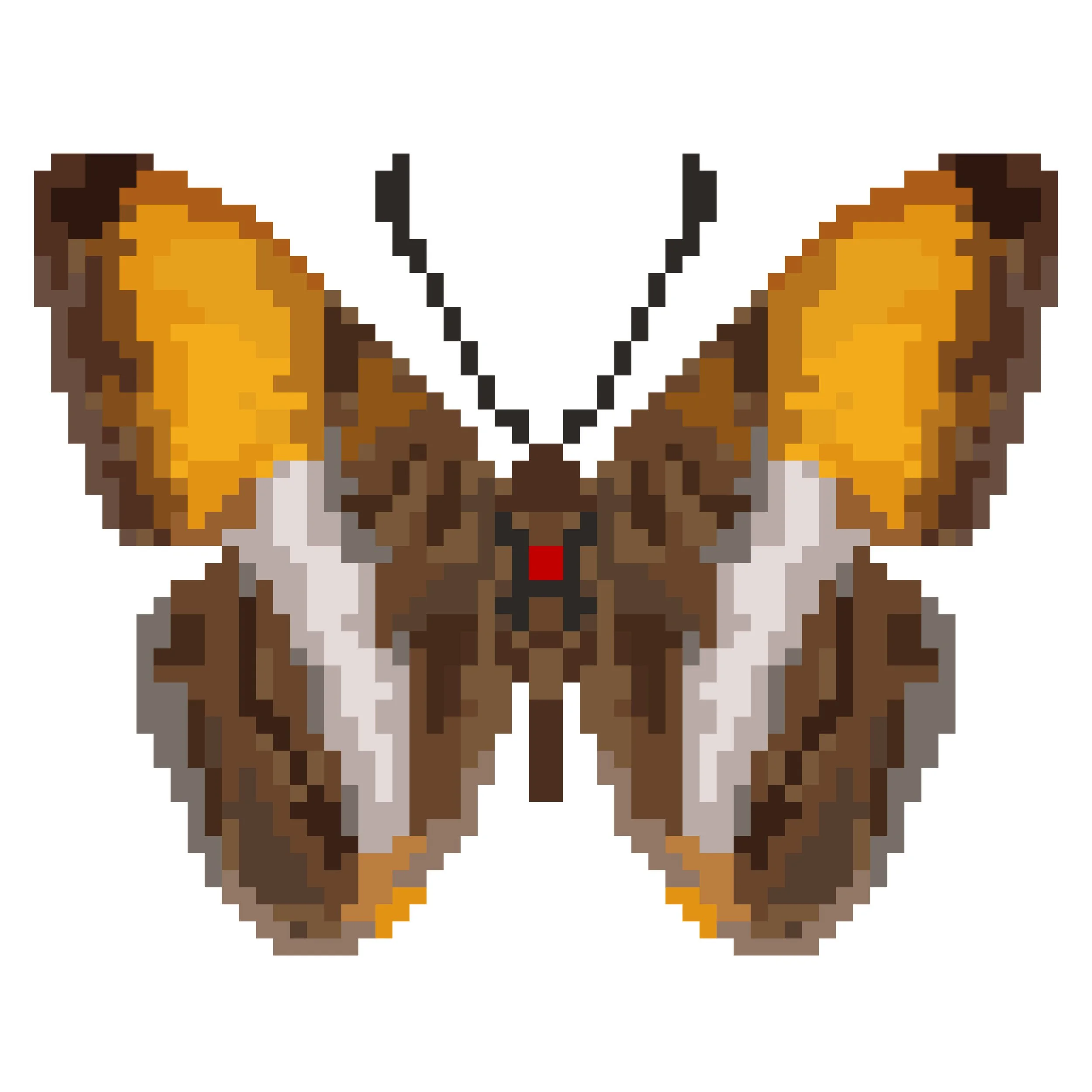 Wingpin#0939-Adelpha cytherea.jpg