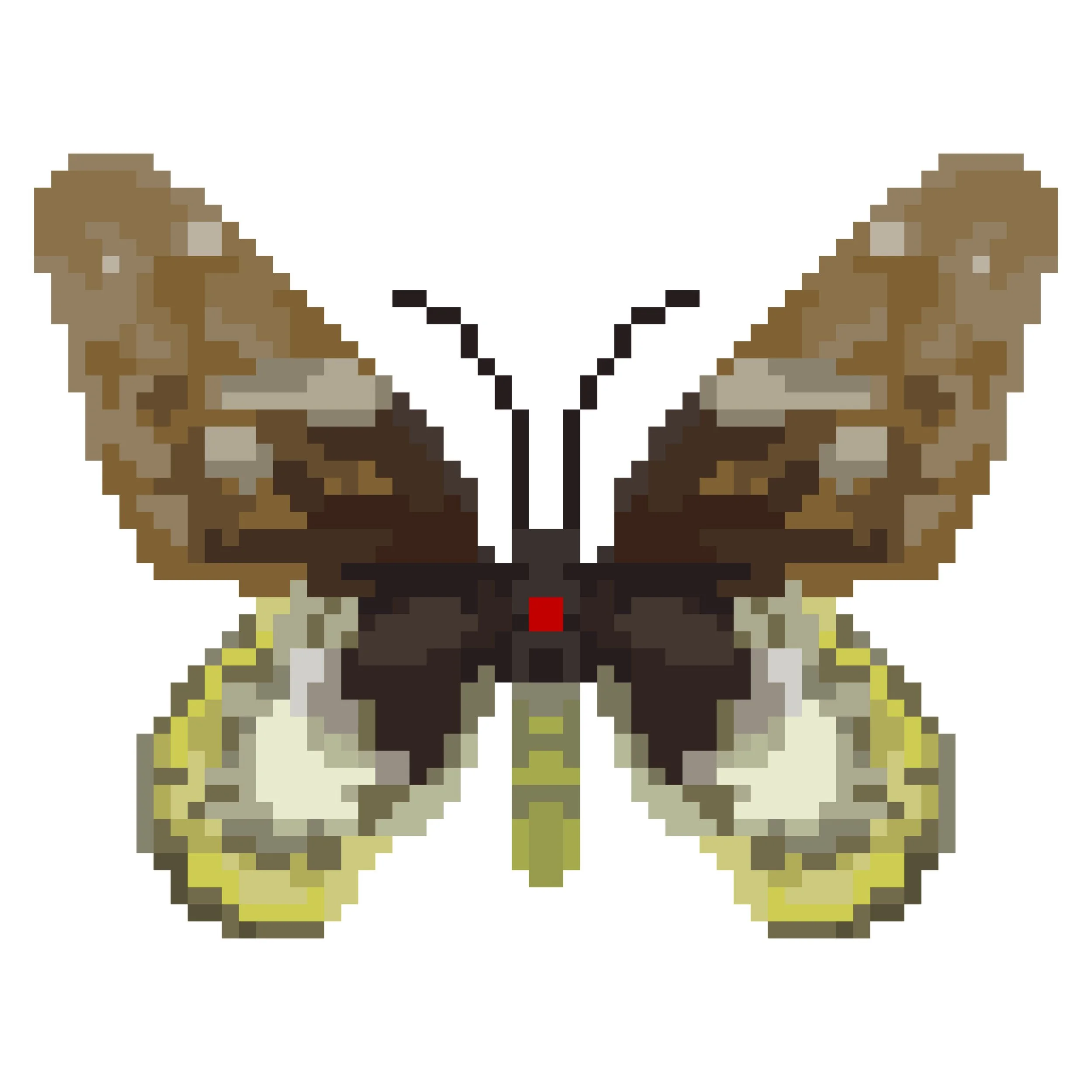 Wingpin#0862-Ornithoptera chimaera.jpg