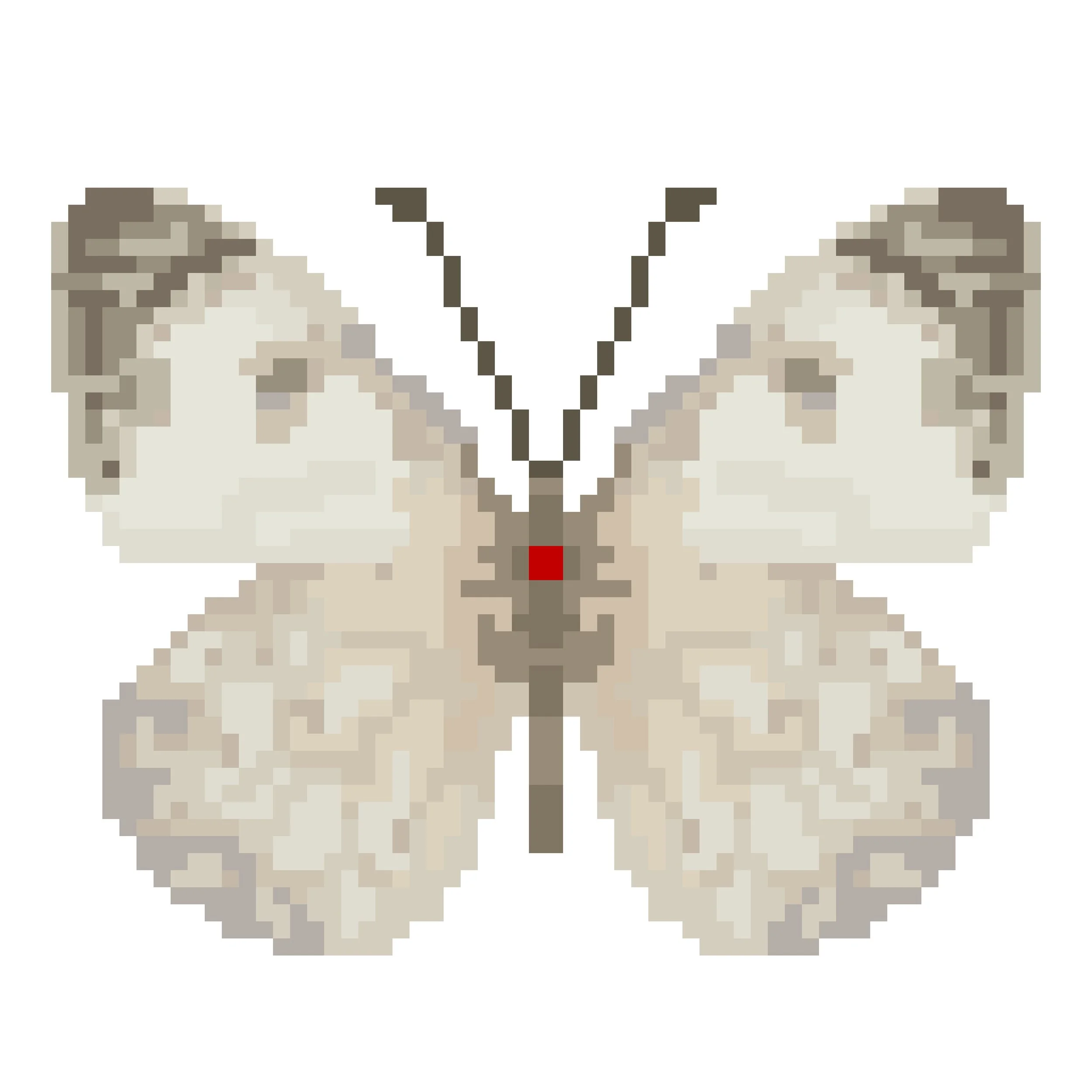 Wingpin#0198-Belenois aurota.jpg