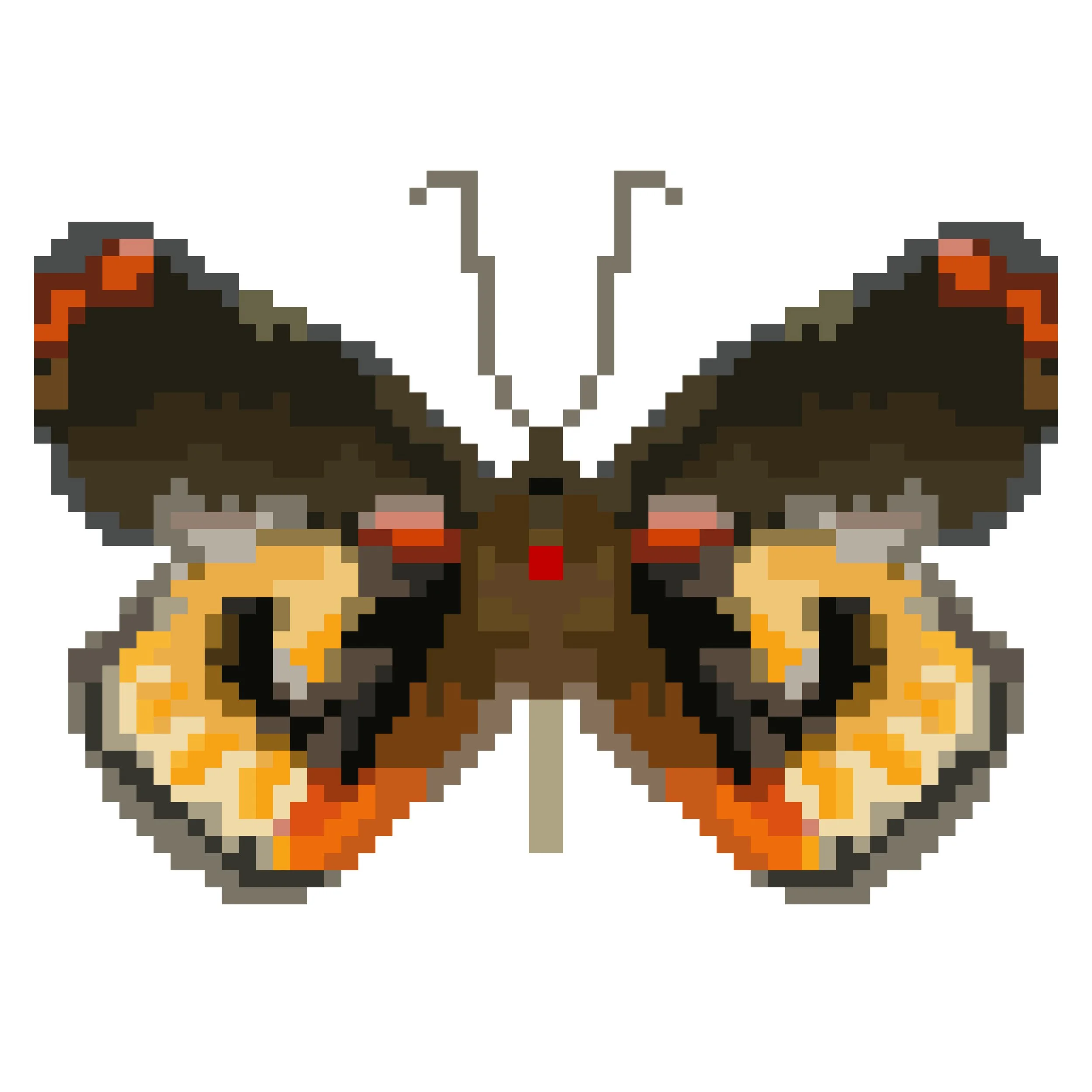 Wingpin#0877-Delias inexpectata.jpg