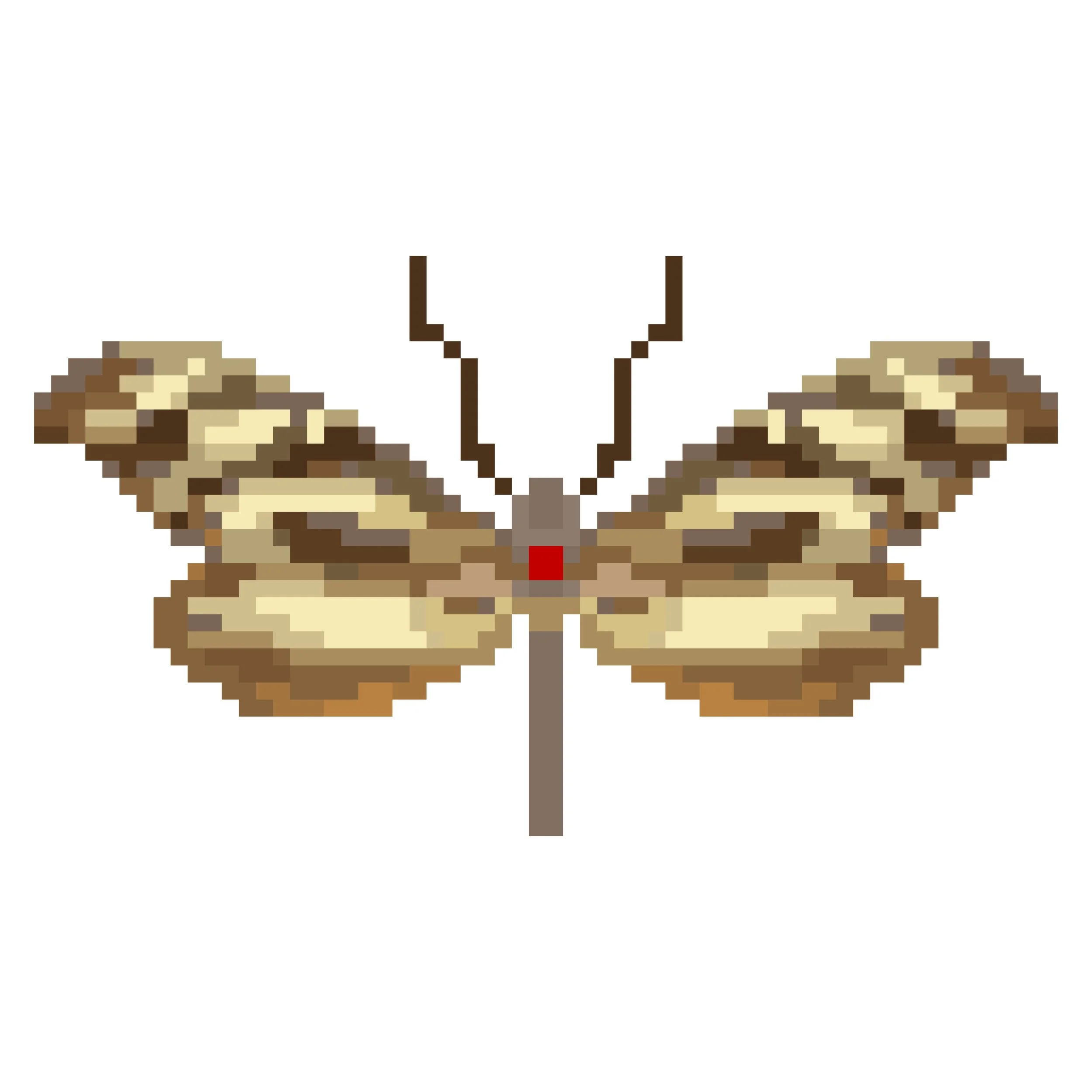 Wingpin#0724-Dismorphia spio.jpg