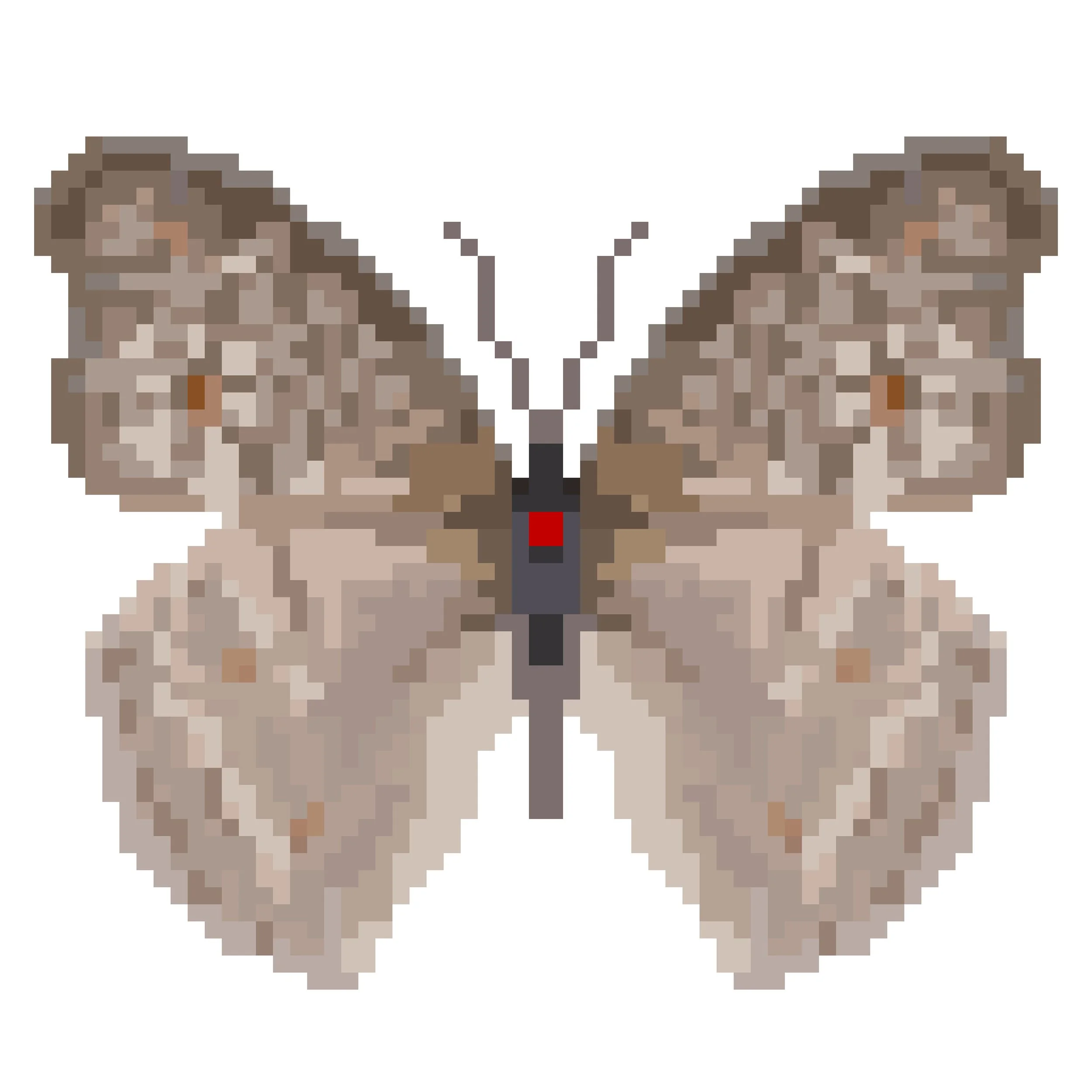 Wingpin#0414-Junonia atlites.jpg