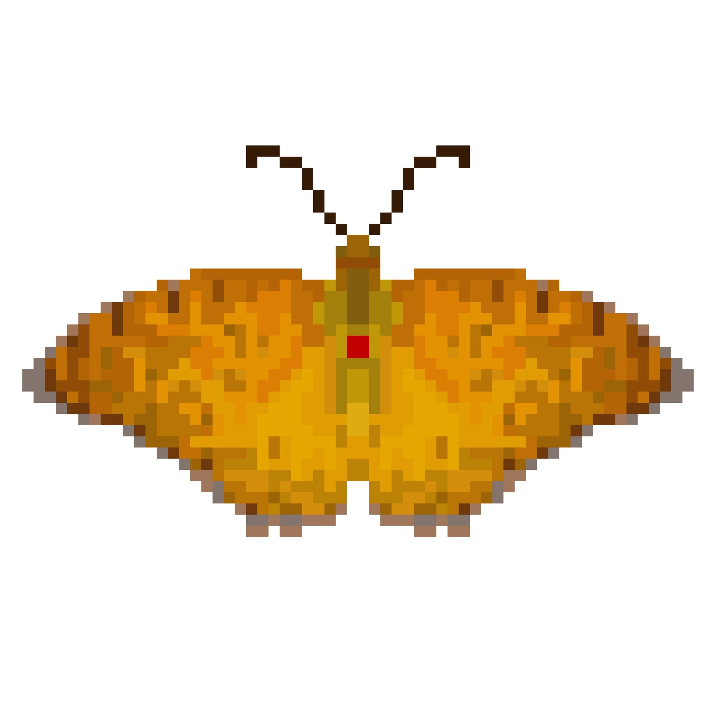 Wingpin#0303-Phalanta phalantha.jpg
