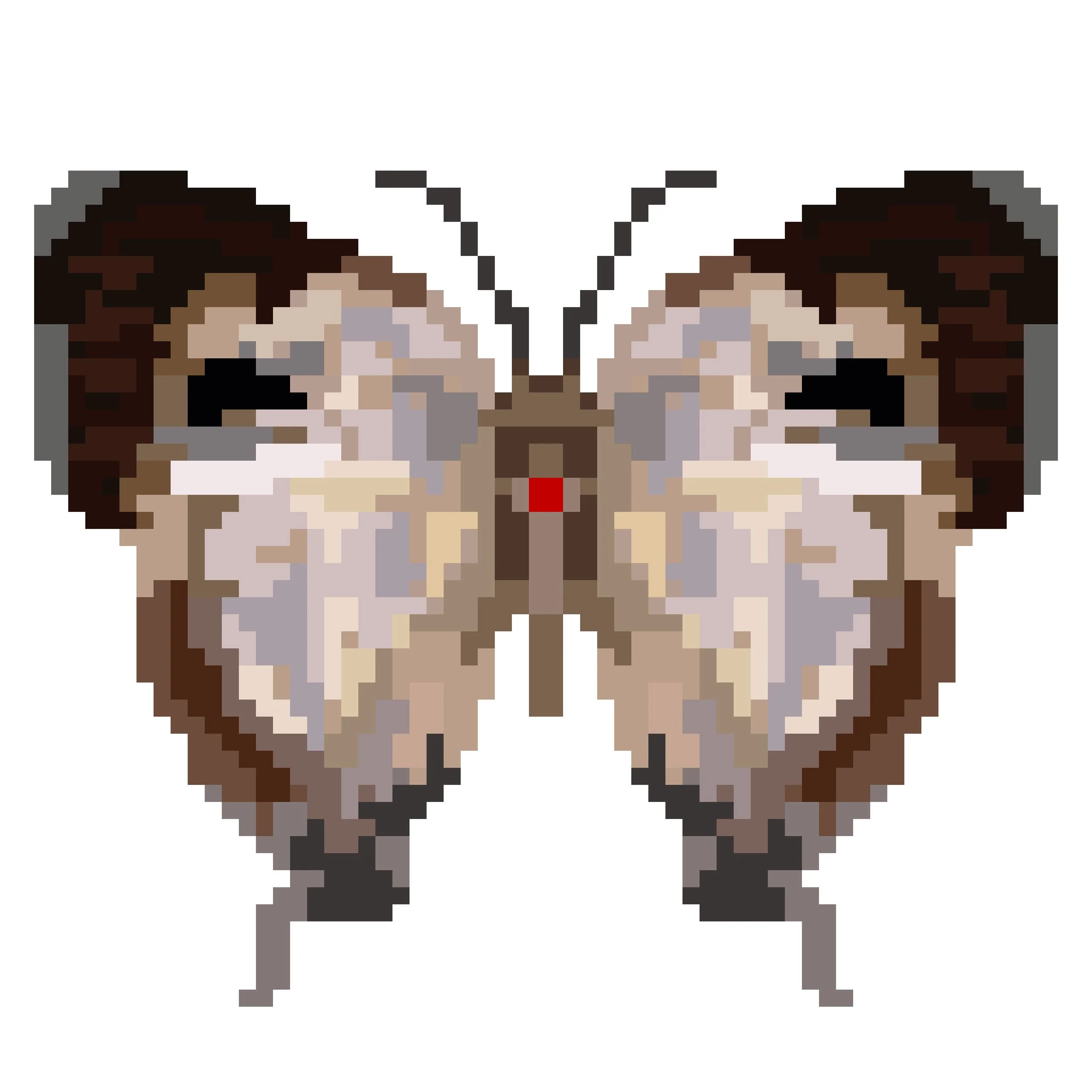 Wingpin#0737-Arawacus aetolus.jpg