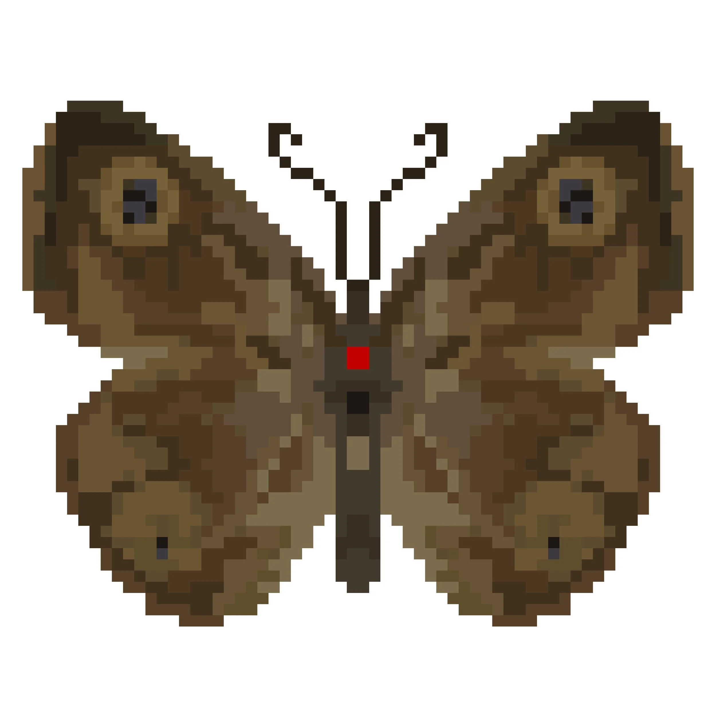 Wingpin#0493-Ypthima huebneri.jpg