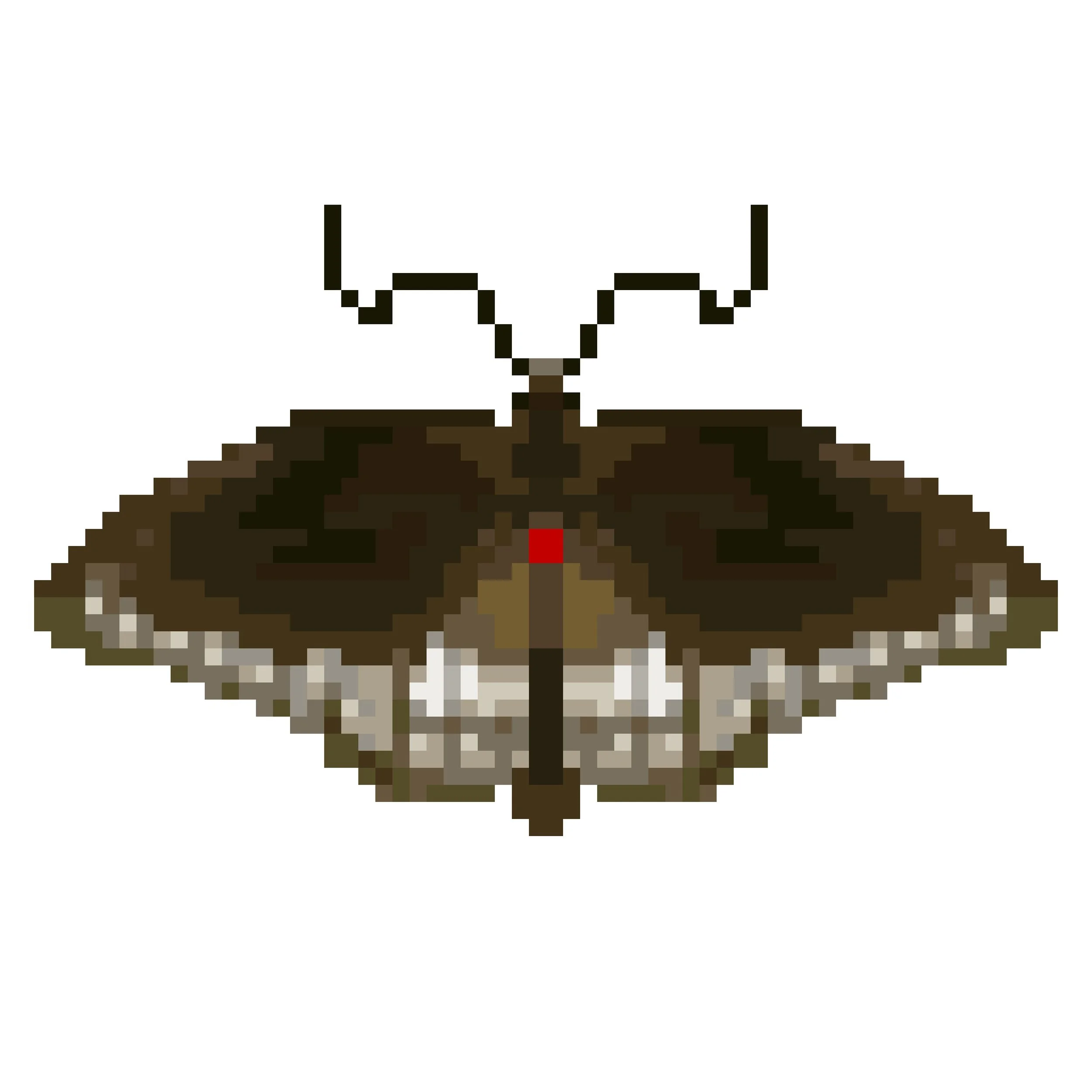 Wingpin#0205-Papilio dravidarum.jpg