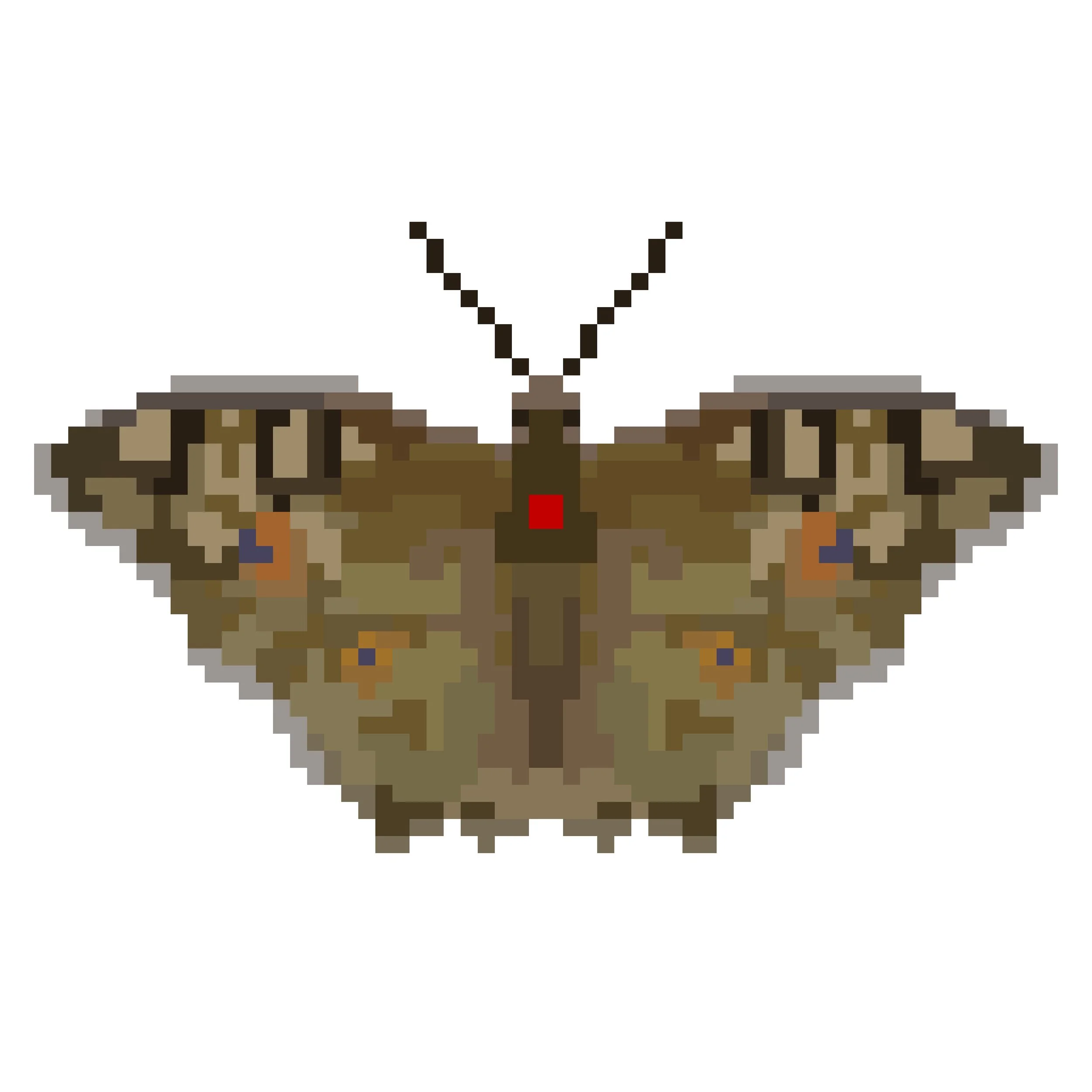 Wingpin#0558-Junonia lemonias.jpg