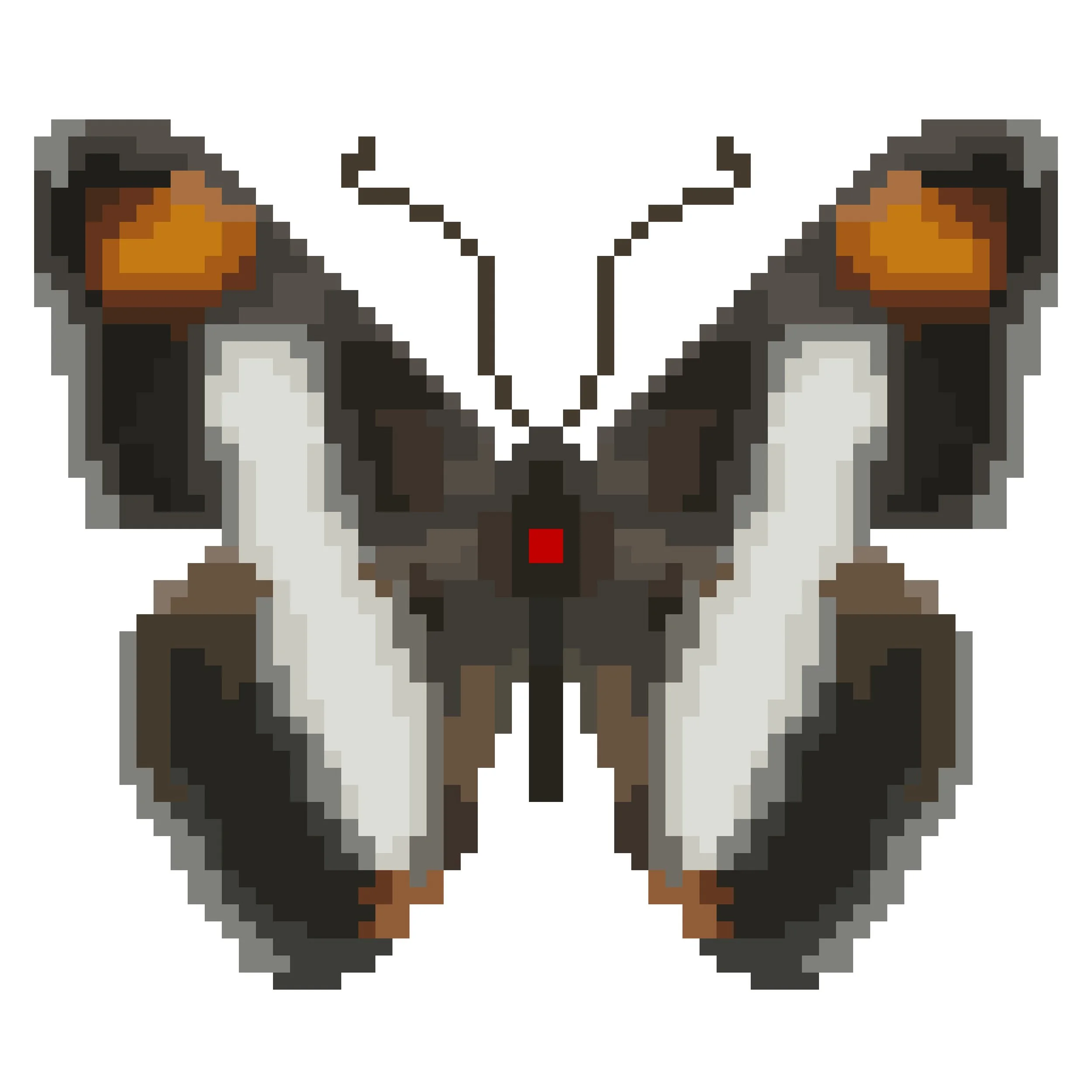Wingpin#0879-Adelpha iphiclus.jpg