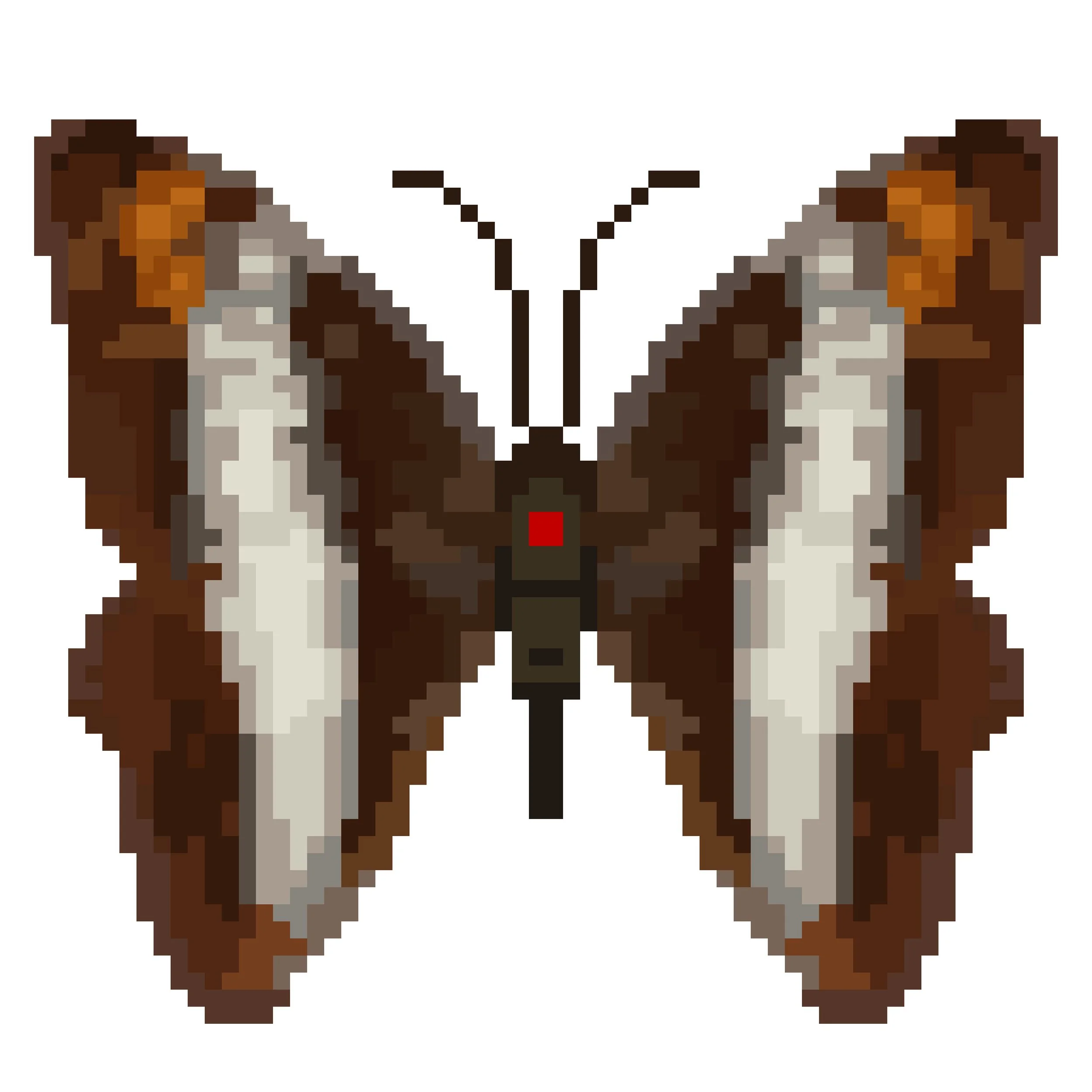 Wingpin#0830-Adelpha alala.jpg