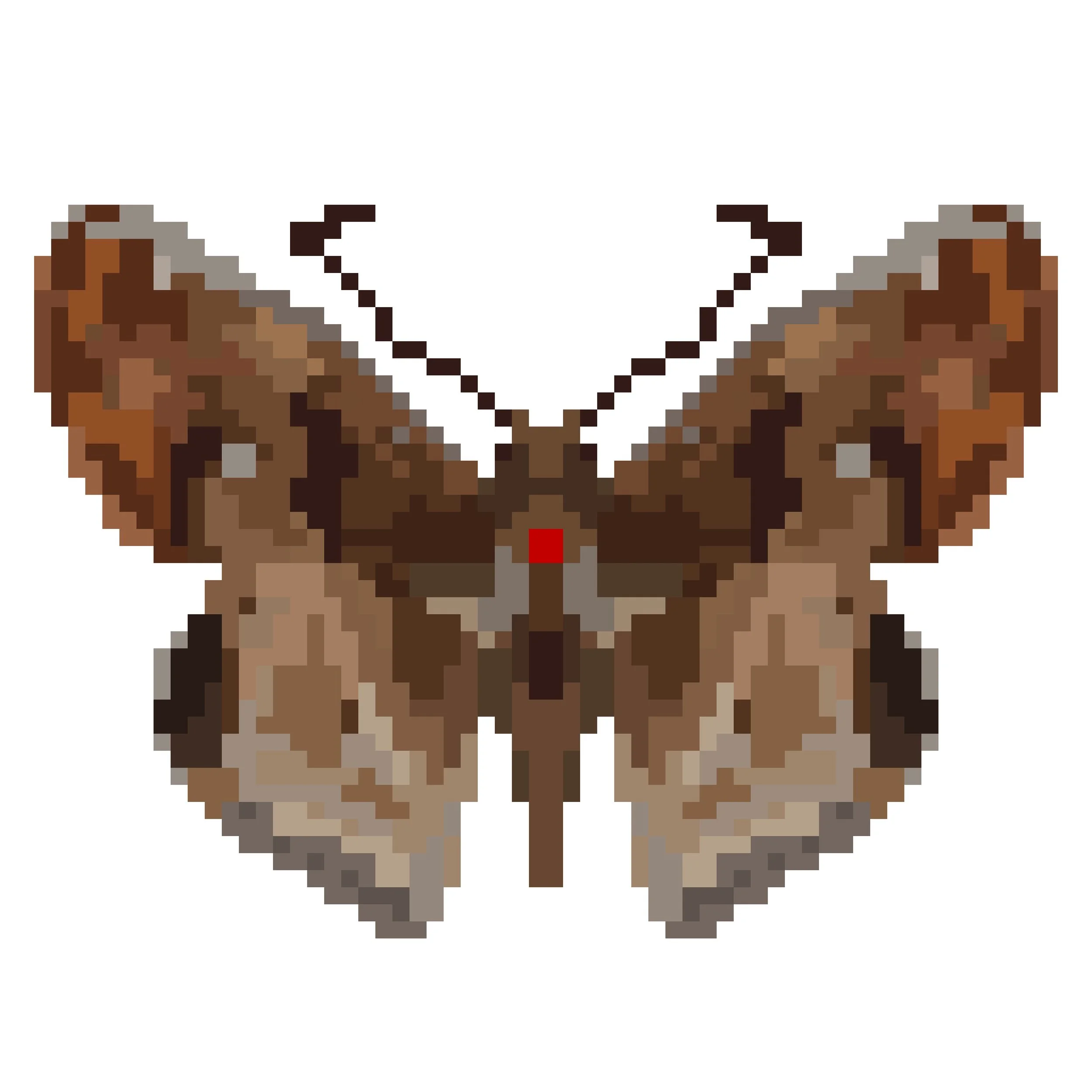 Wingpin#0725-Odontoptilum angulata.jpg