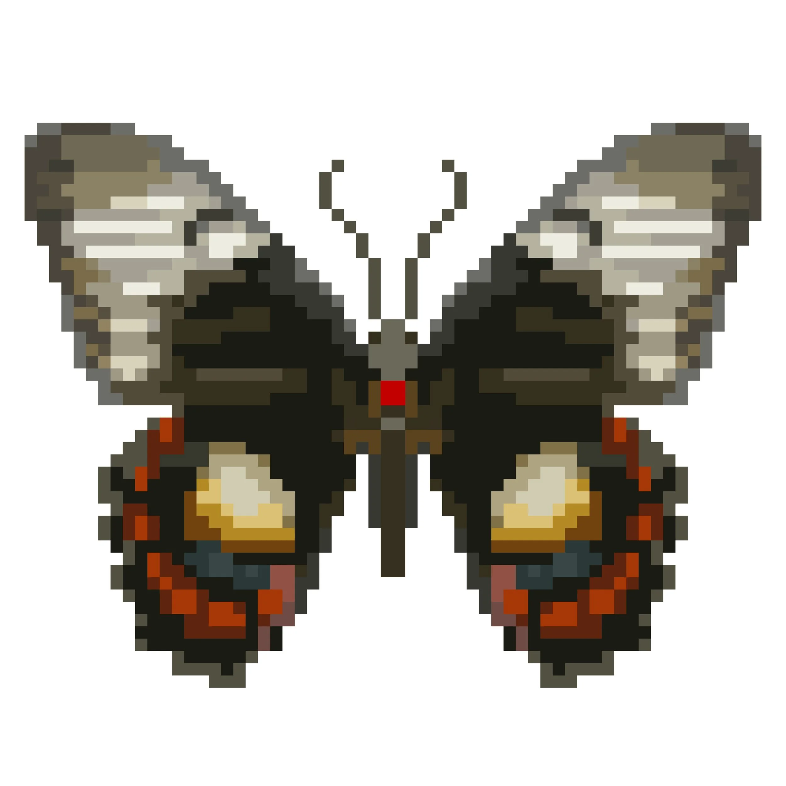 Wingpin#0874-Papilio aegeus ormenus.jpg