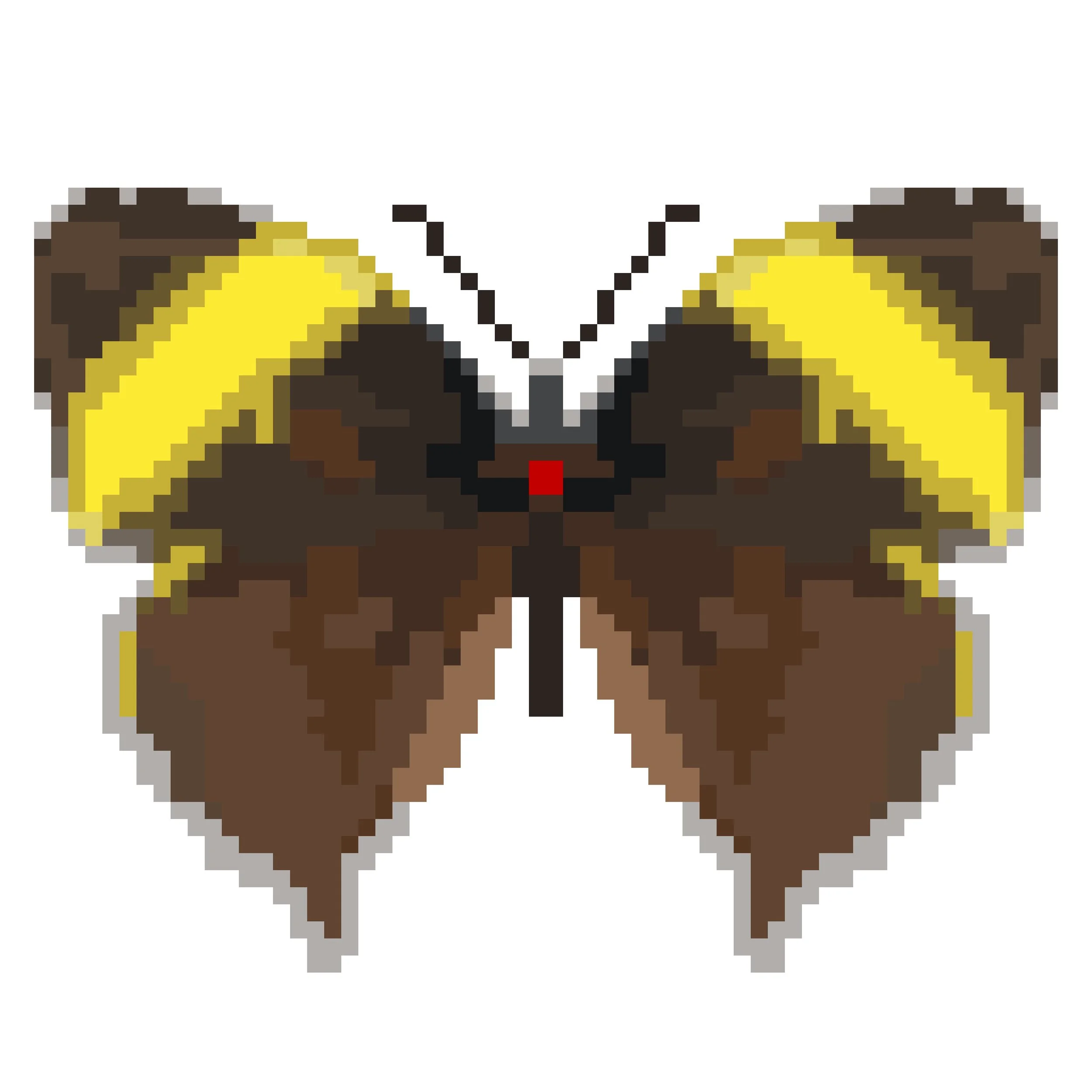 Wingpin#0527-Amathuxidia amythaon dilucida.jpg