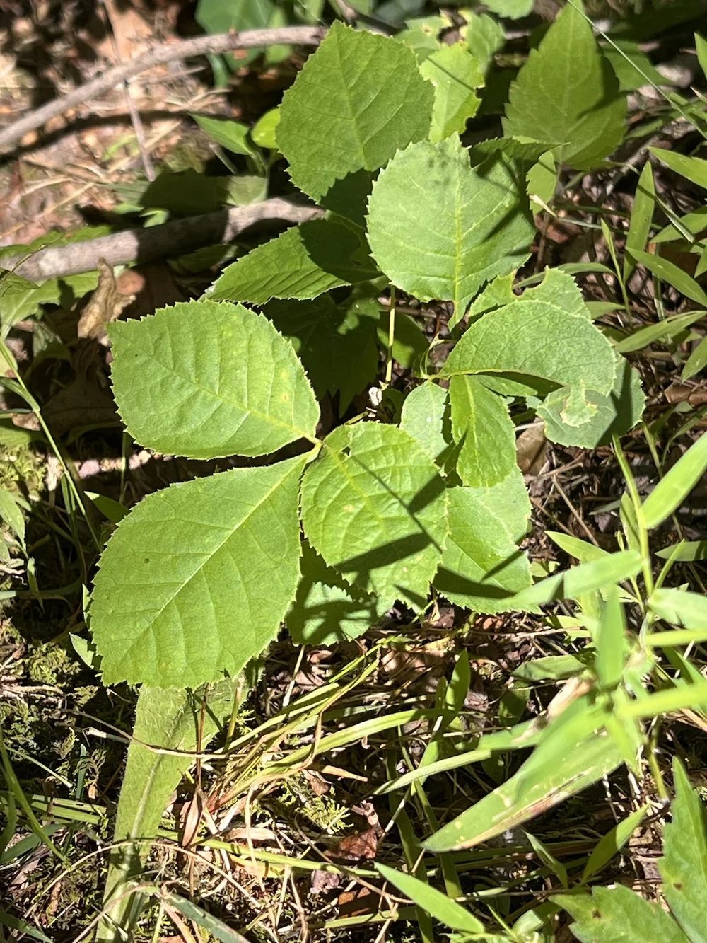 Carya cordiformis web.jpg