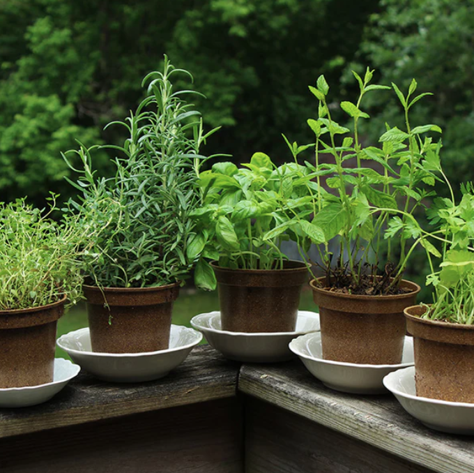 Grow Your Own Herbs Workshop