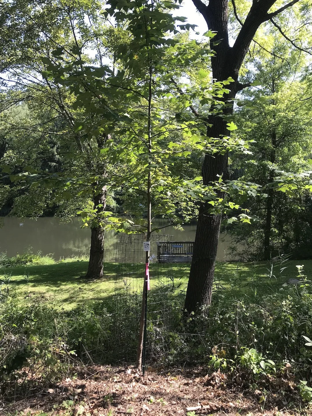 Mt. Tabor Pond Slope project is my own Rutgers Environmental Stewards Project