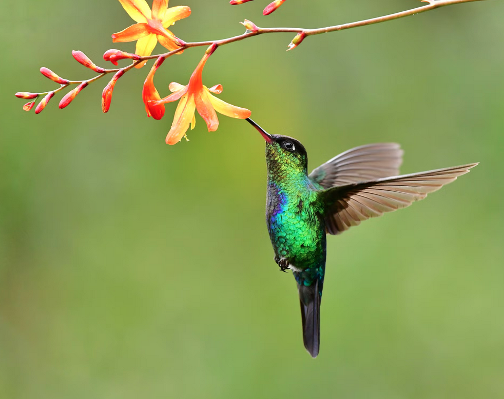 Humming Birds: Tiny Gems of the Garden 