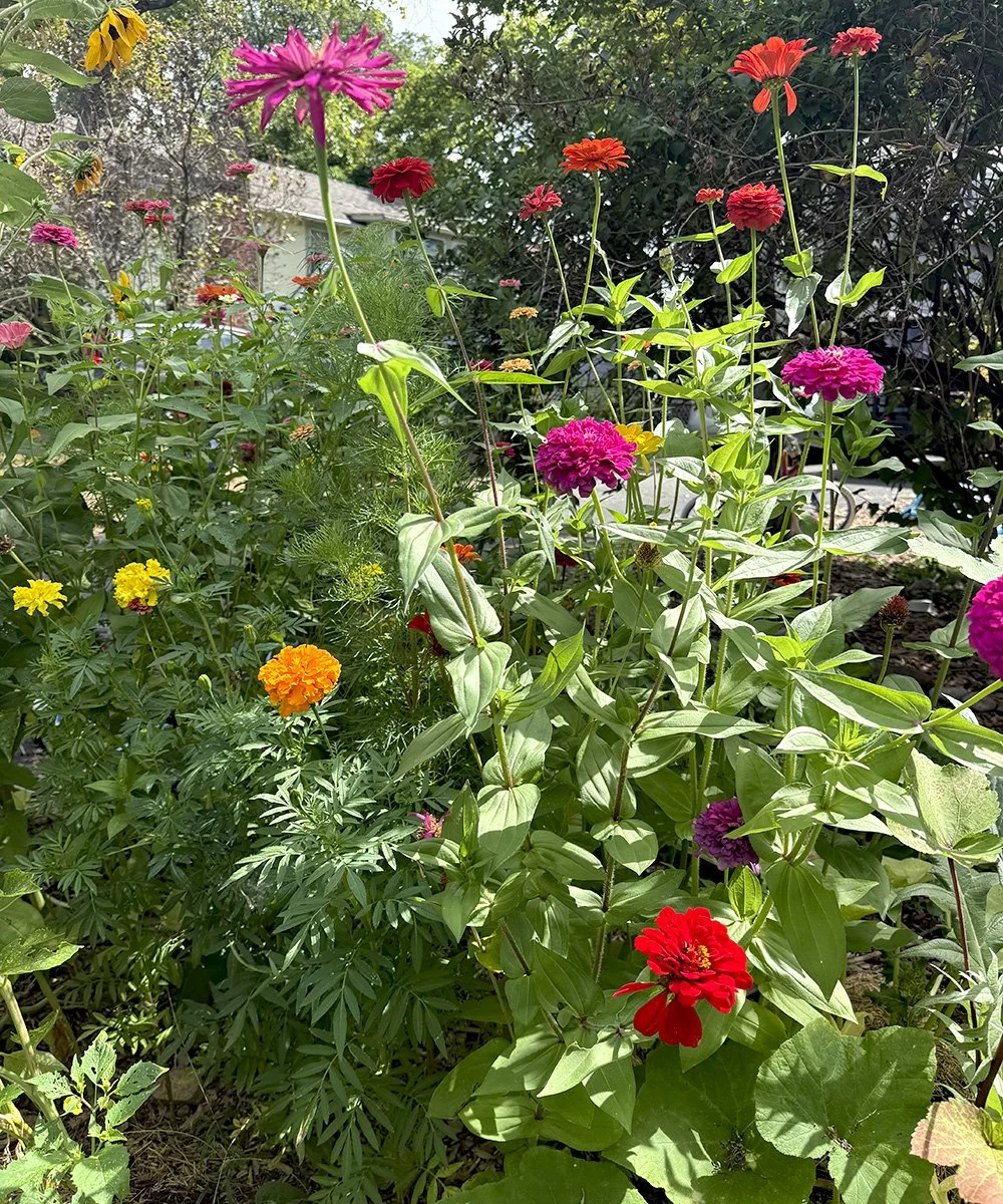 flowers 1.jpg