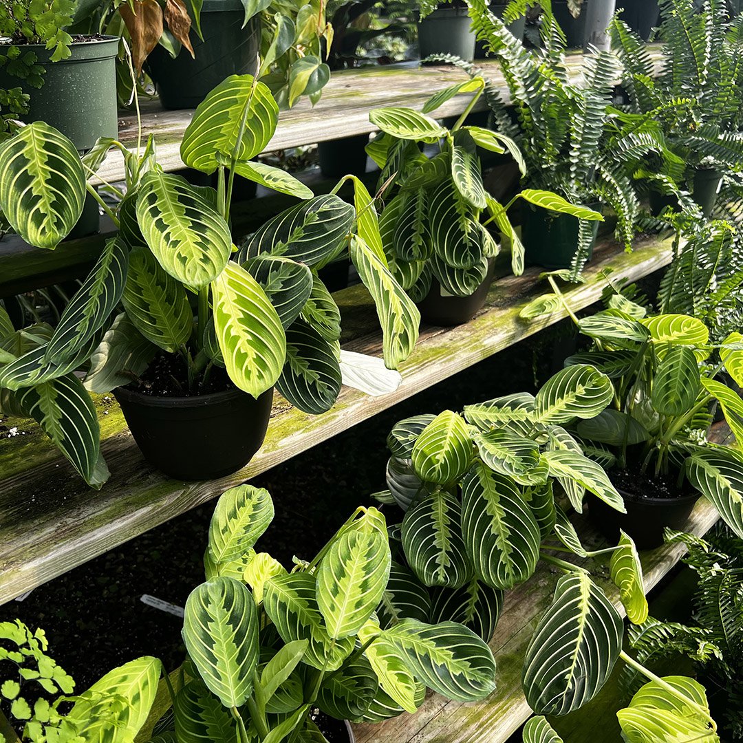 Maranta Lemon_mcf.jpg