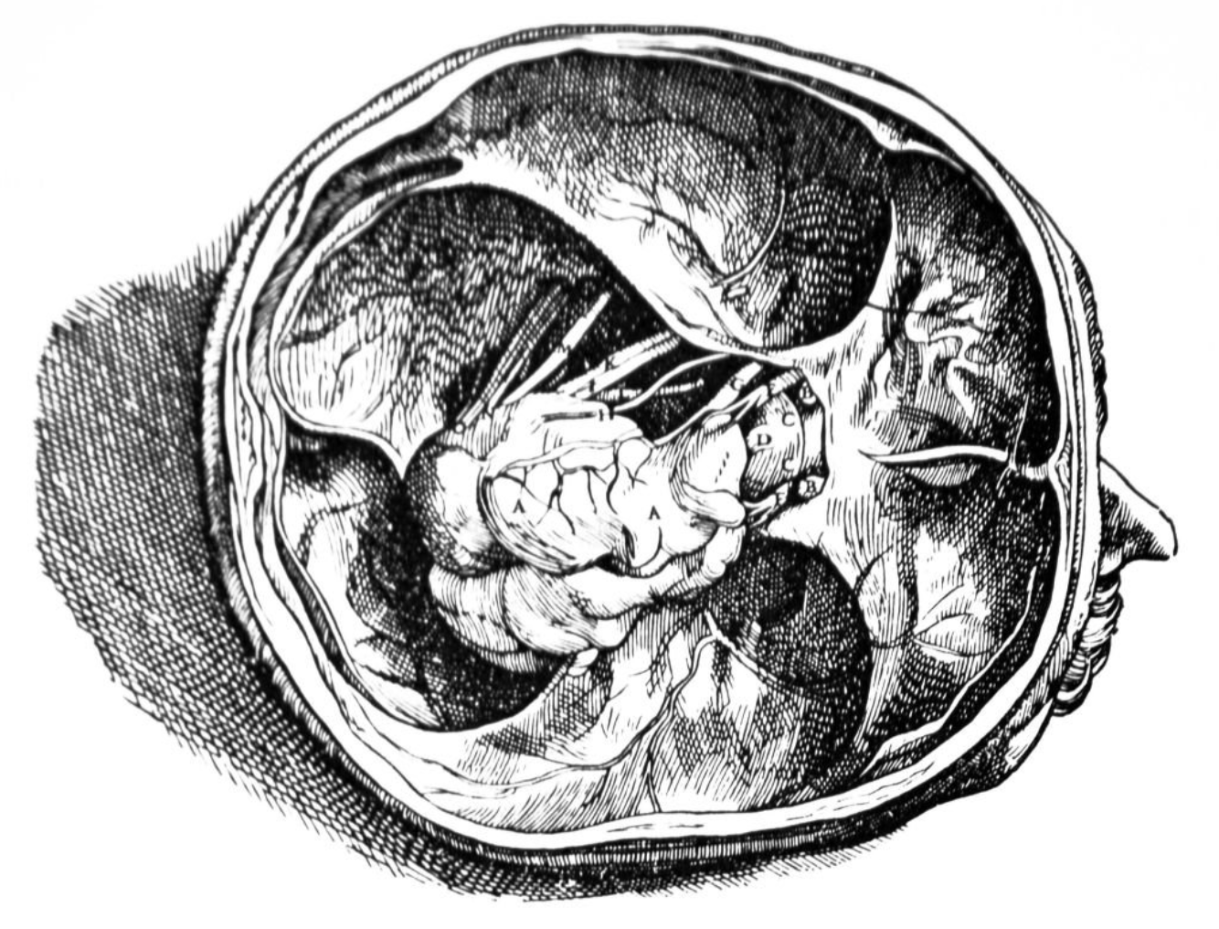 The Queen Square International Skull Base Masterclass