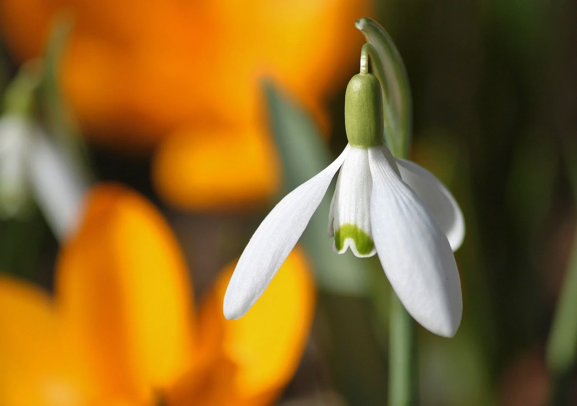 Snowdrop.