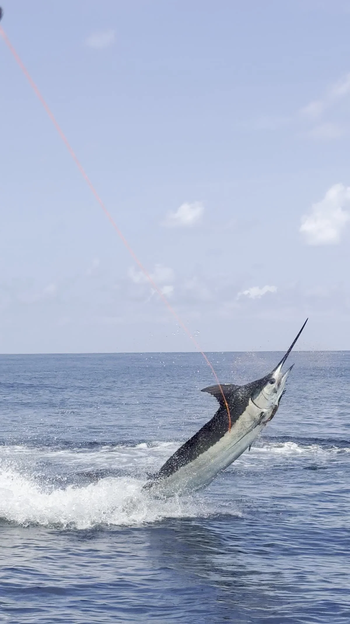 Los Sueños Fishing Report — June 2026: 196 Sailfish Released, and a Black Marlin Goes Airborne