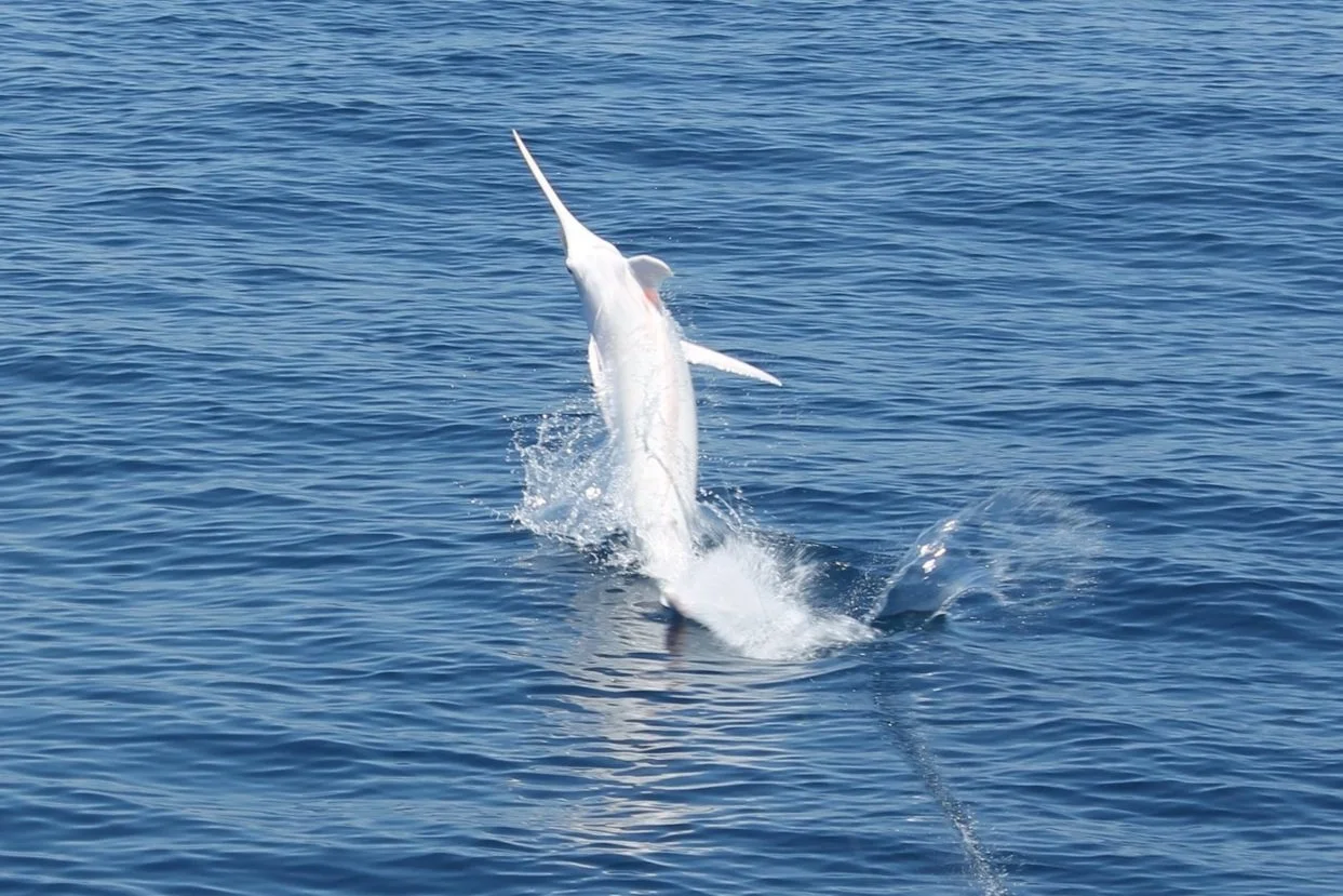 Amazing Costa Rican Wildlife: Albino Marlin — Maverick Sportfish
