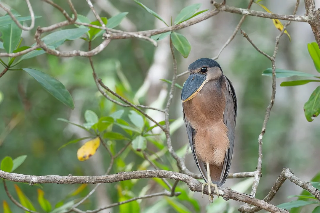 The boat - billed heron (Cochlearius cochlearius), colloquially known as the boatbill, is an atypical member of the heron family.