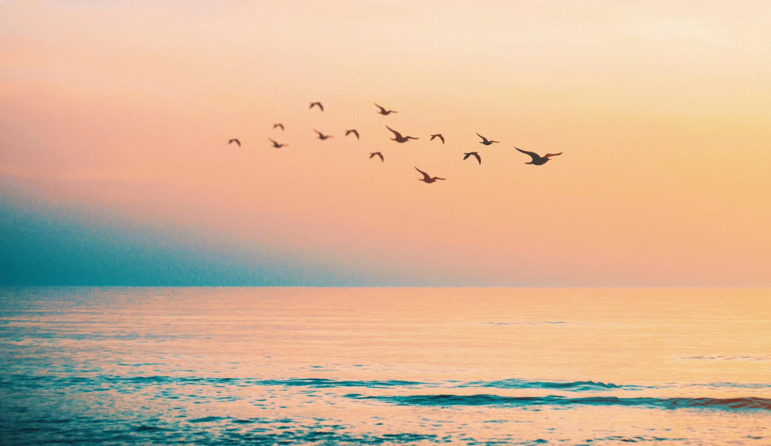 Networks: The ACT Collective