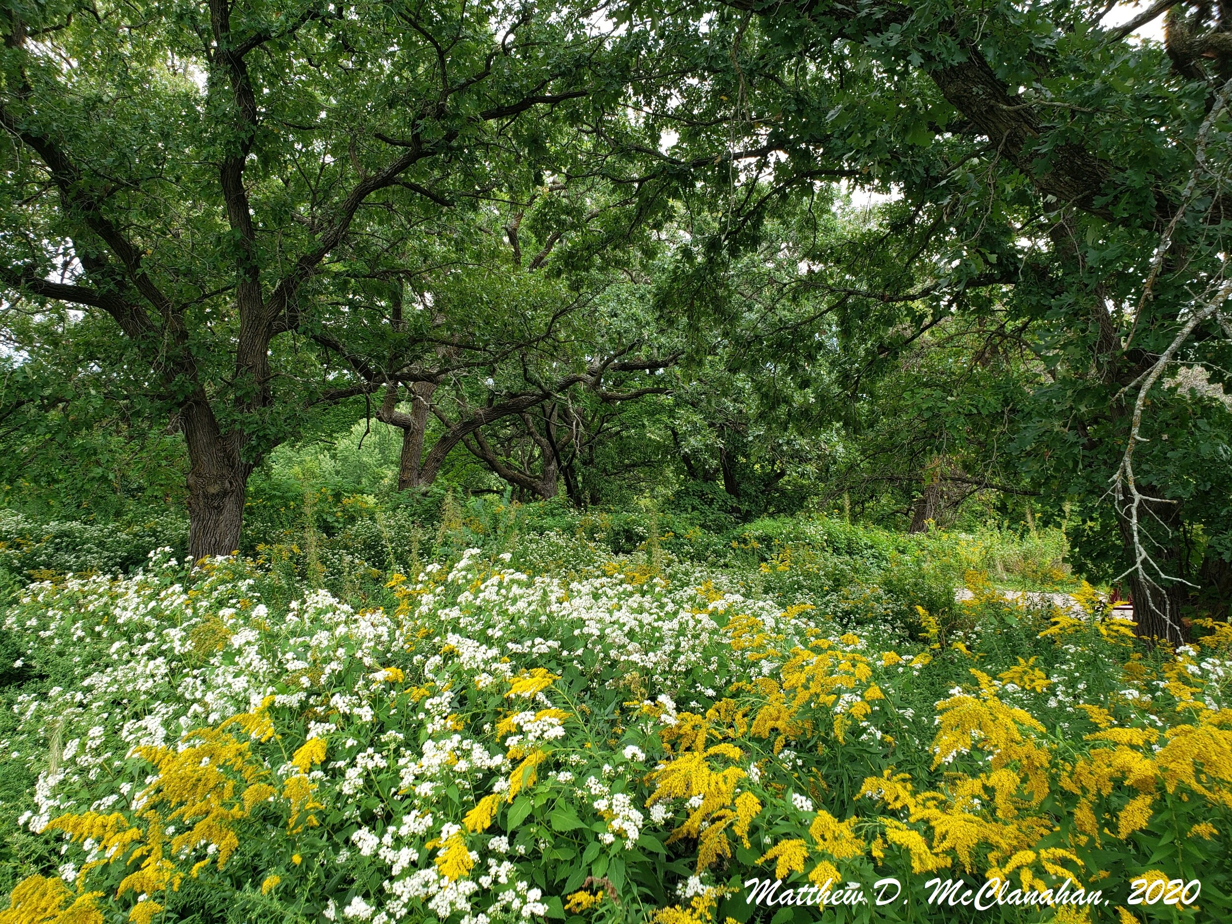 Minnesota Valley Trust