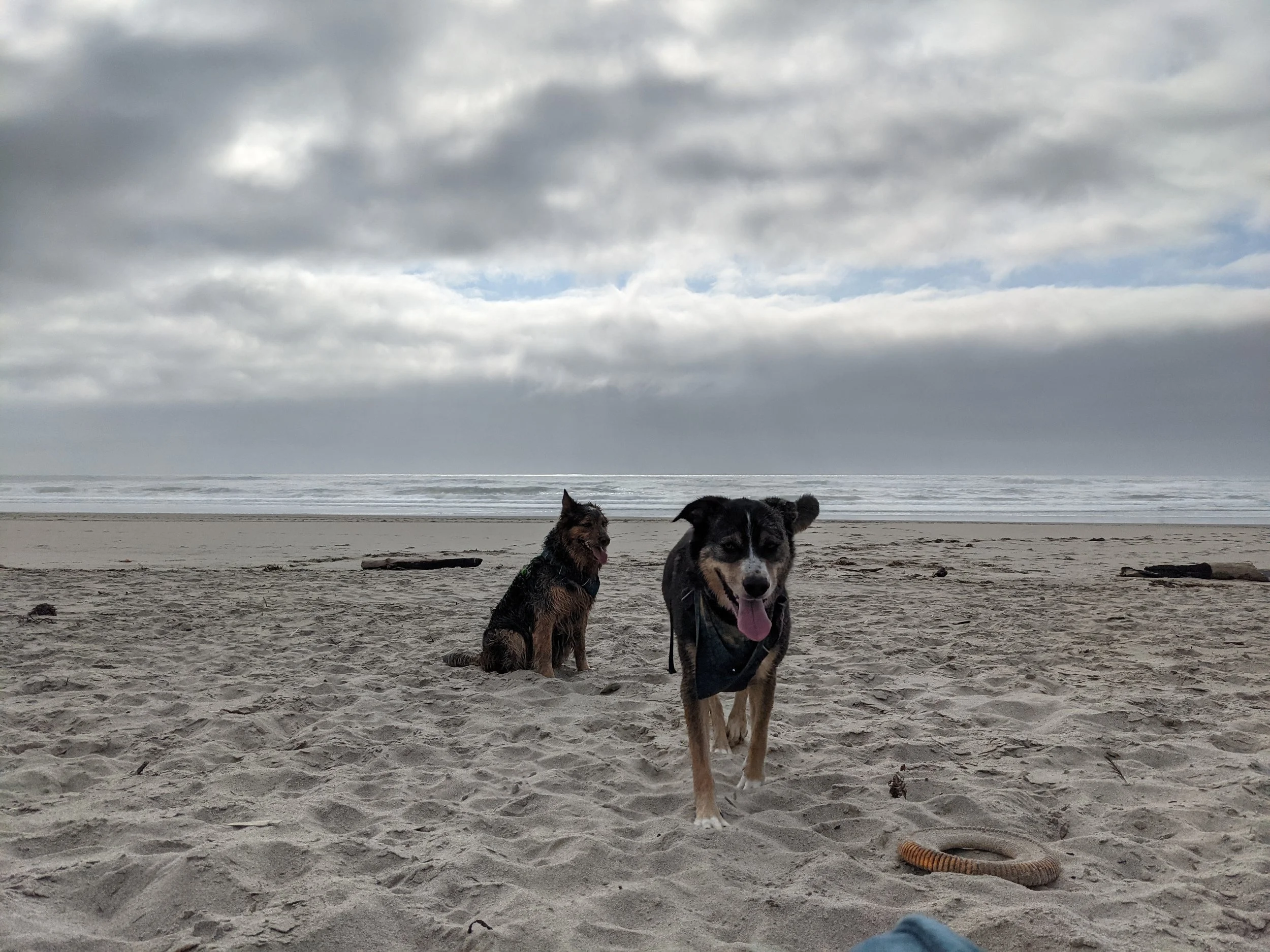 Family Dogs Jed and Millie