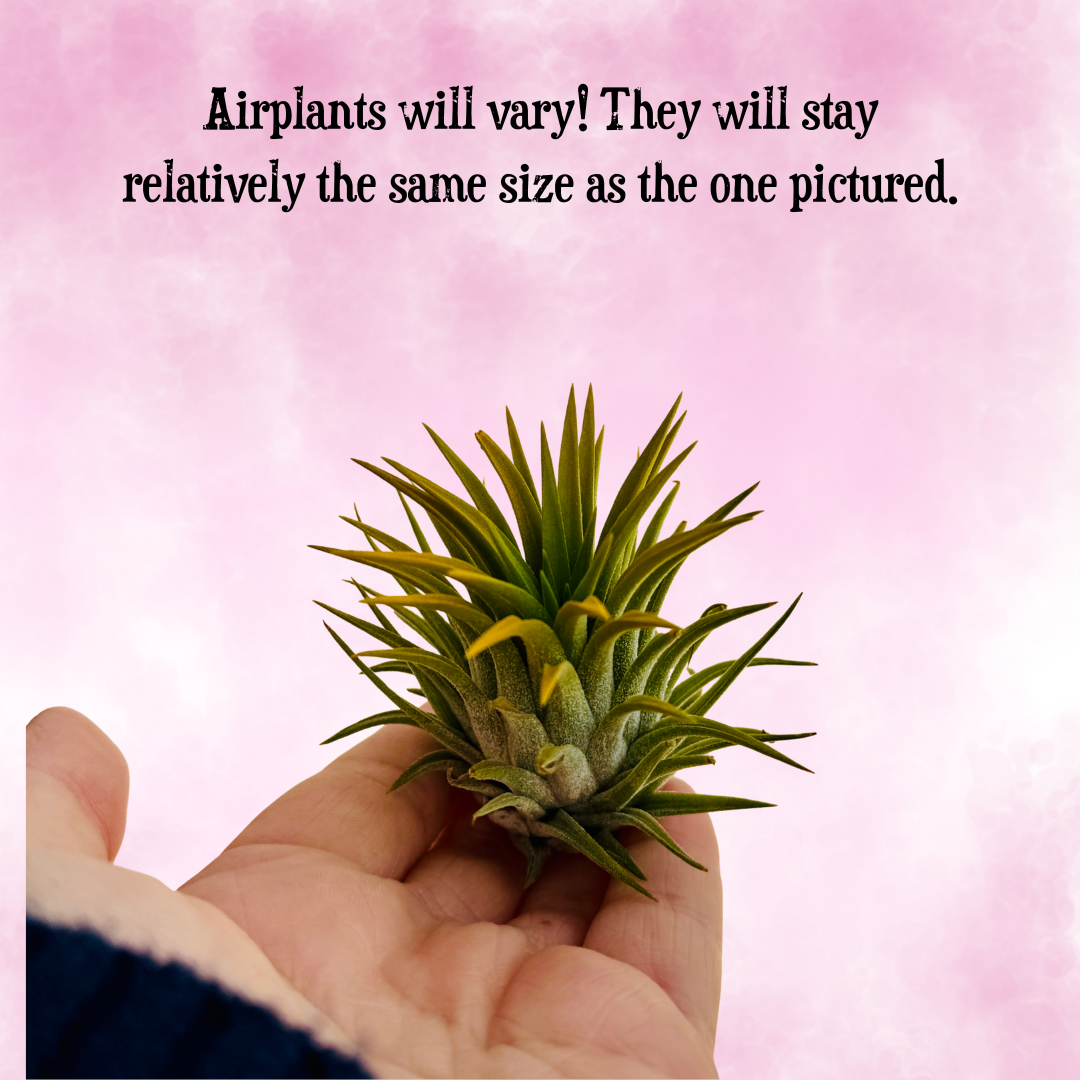 Shop Graphics (14).png