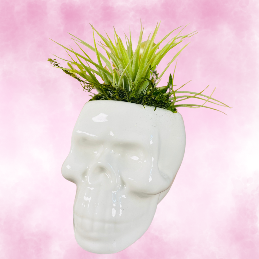 Shop Graphics (27).png