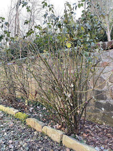 Roses need regular pruning and thinning to avoid disease and to ensure optimal bloom.
