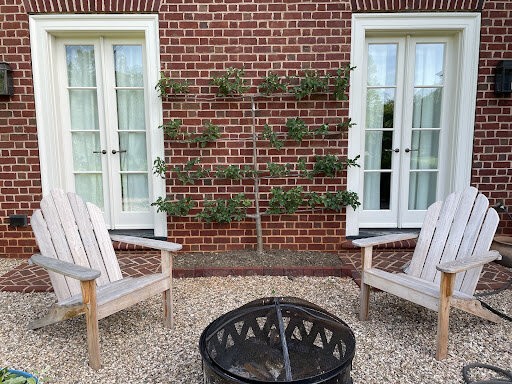This apple tree espalier is much happier when it's less hairy.