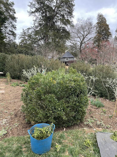 Boxwood pruning before....