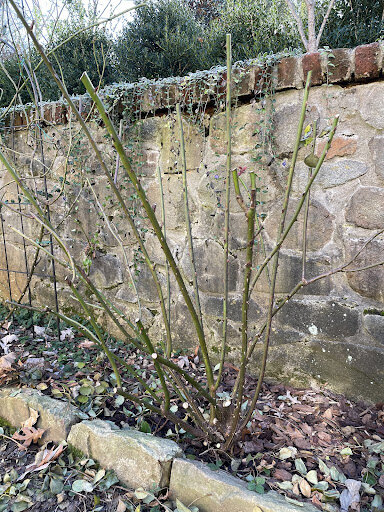 A healthy rose bush has fewer canes and is pruned back every winter.