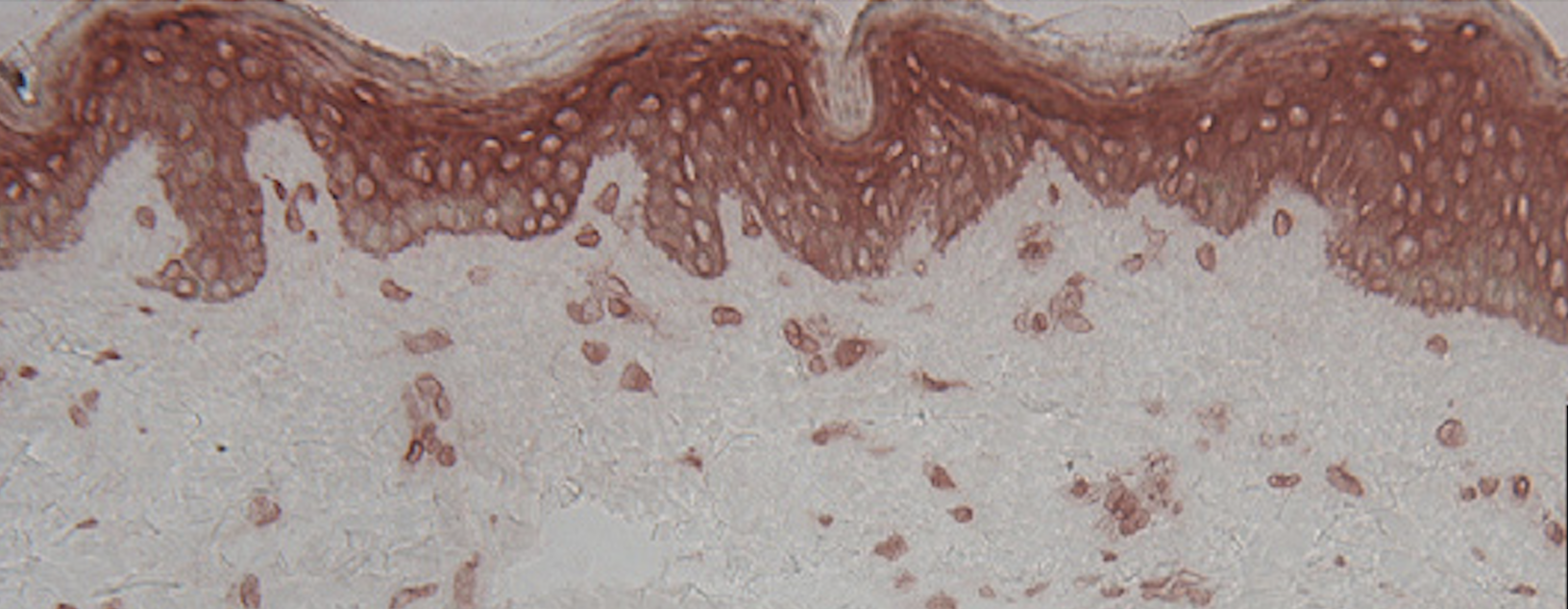 Screen Shot 2021-11-27 at 1.55.59 PM.png