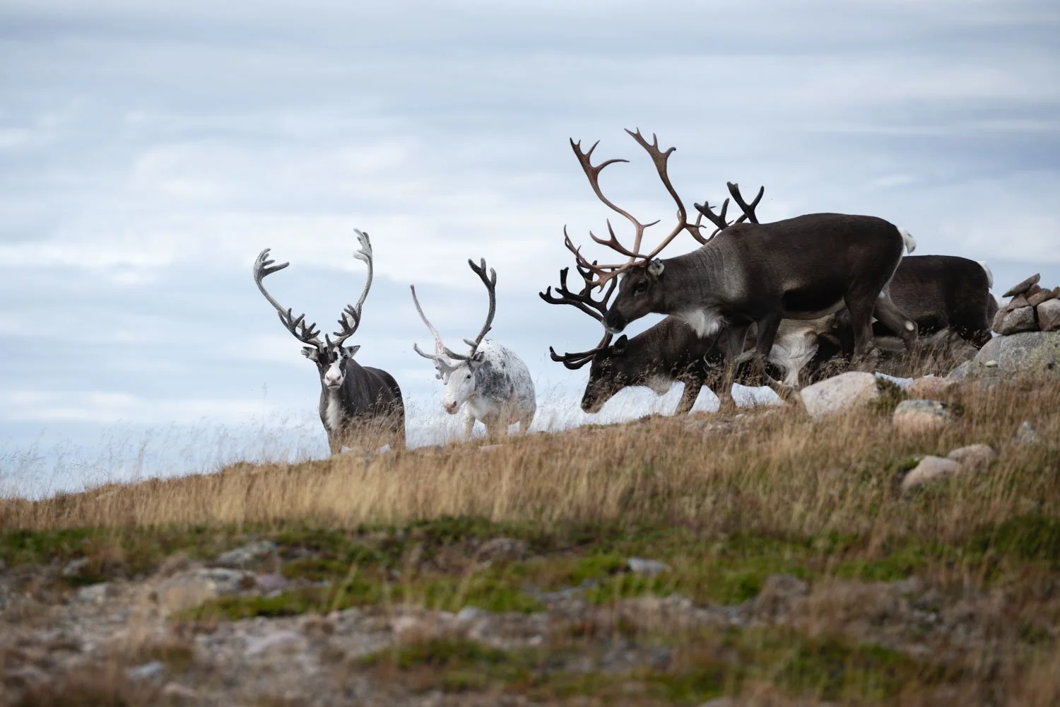 Rentiere Lappland