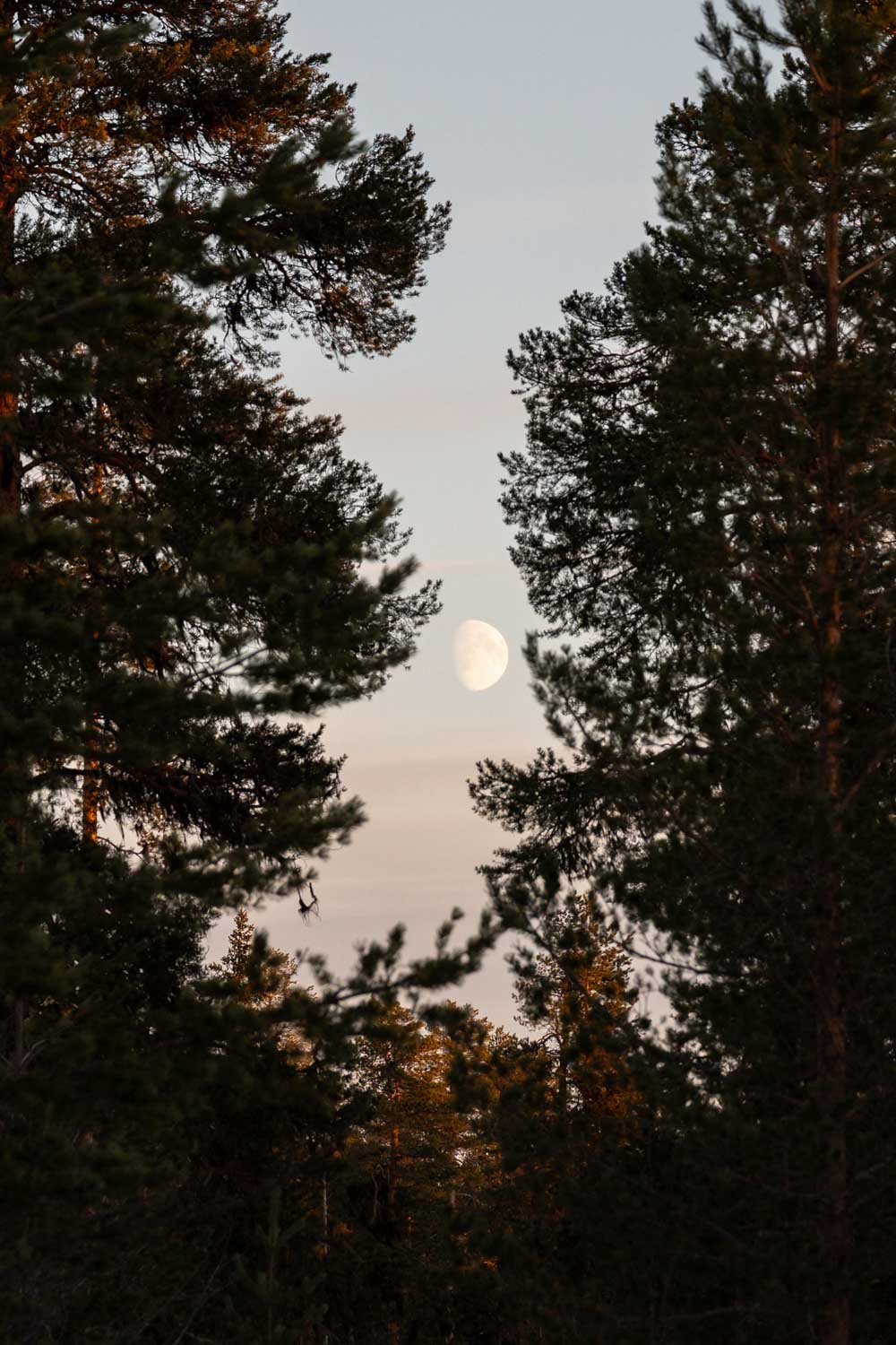 Mond zwischen Bäumen