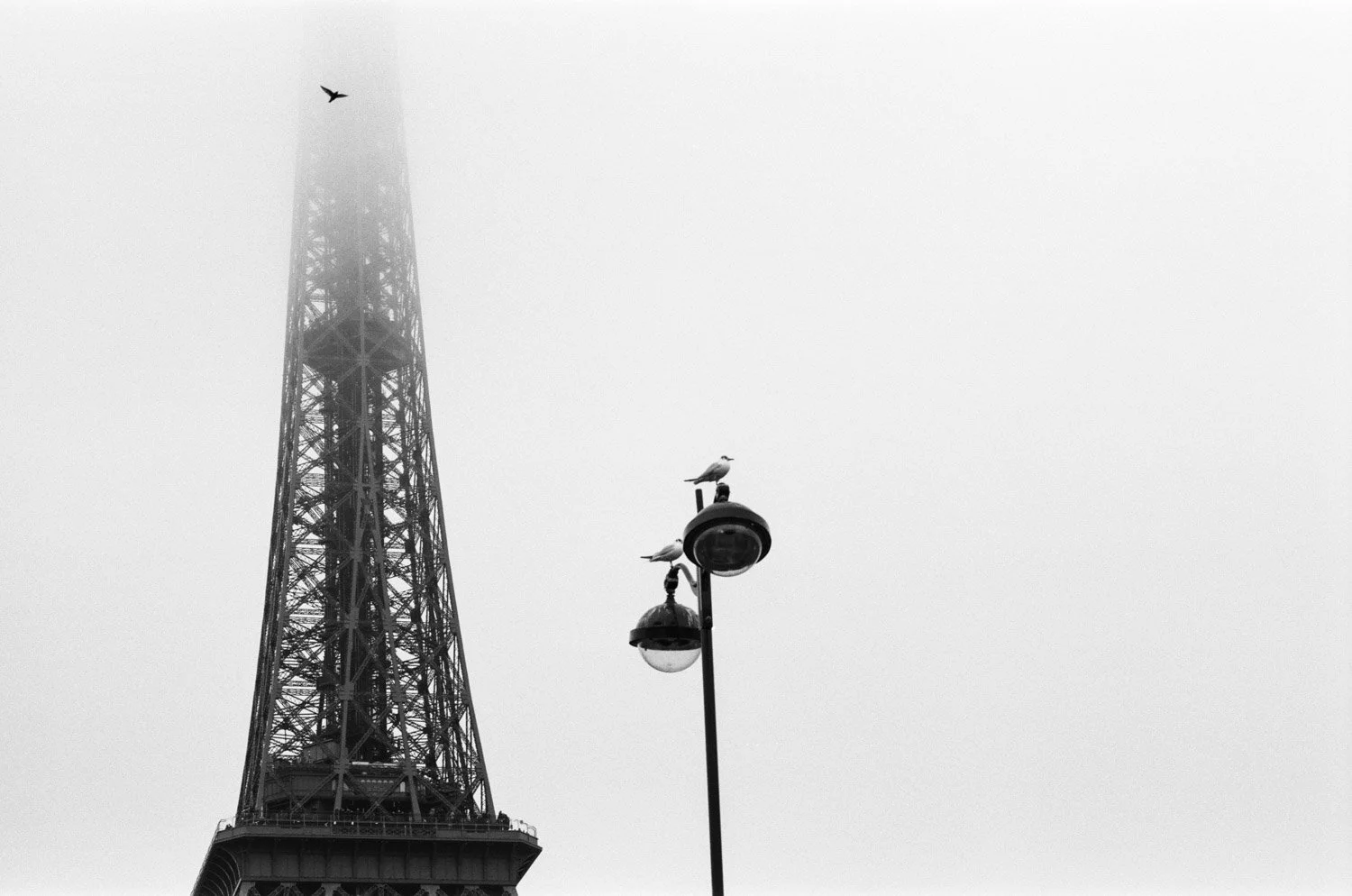 Vögel beim Eiffelturm Paris