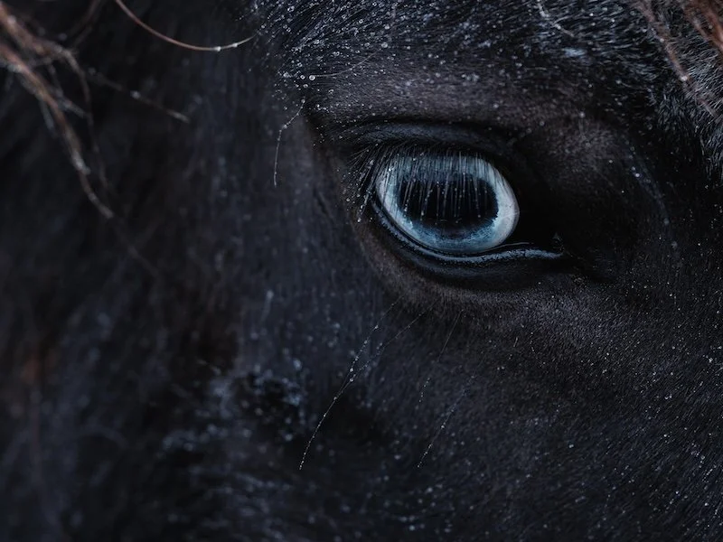 Blaues Auge eines Isländer Pferdes