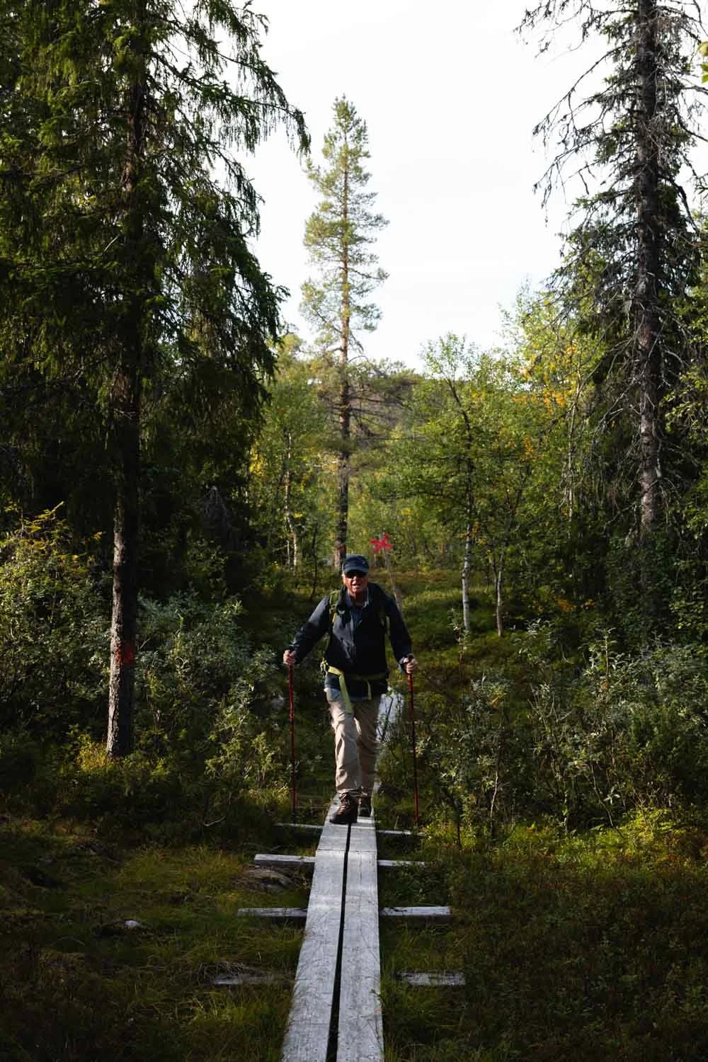 Wanderung in den Wäldern von Schwedisch Lappland