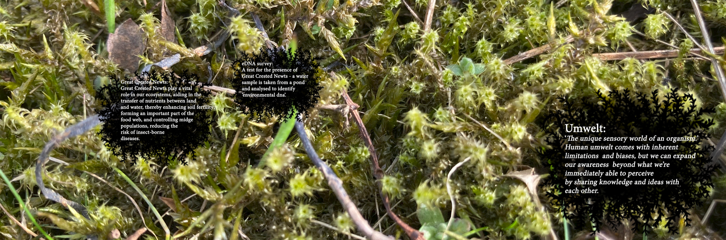 MMU_RachaelGarvey_JosephWright_NeveClearie_AmeliaRennison_Umwelt_Still_1.png