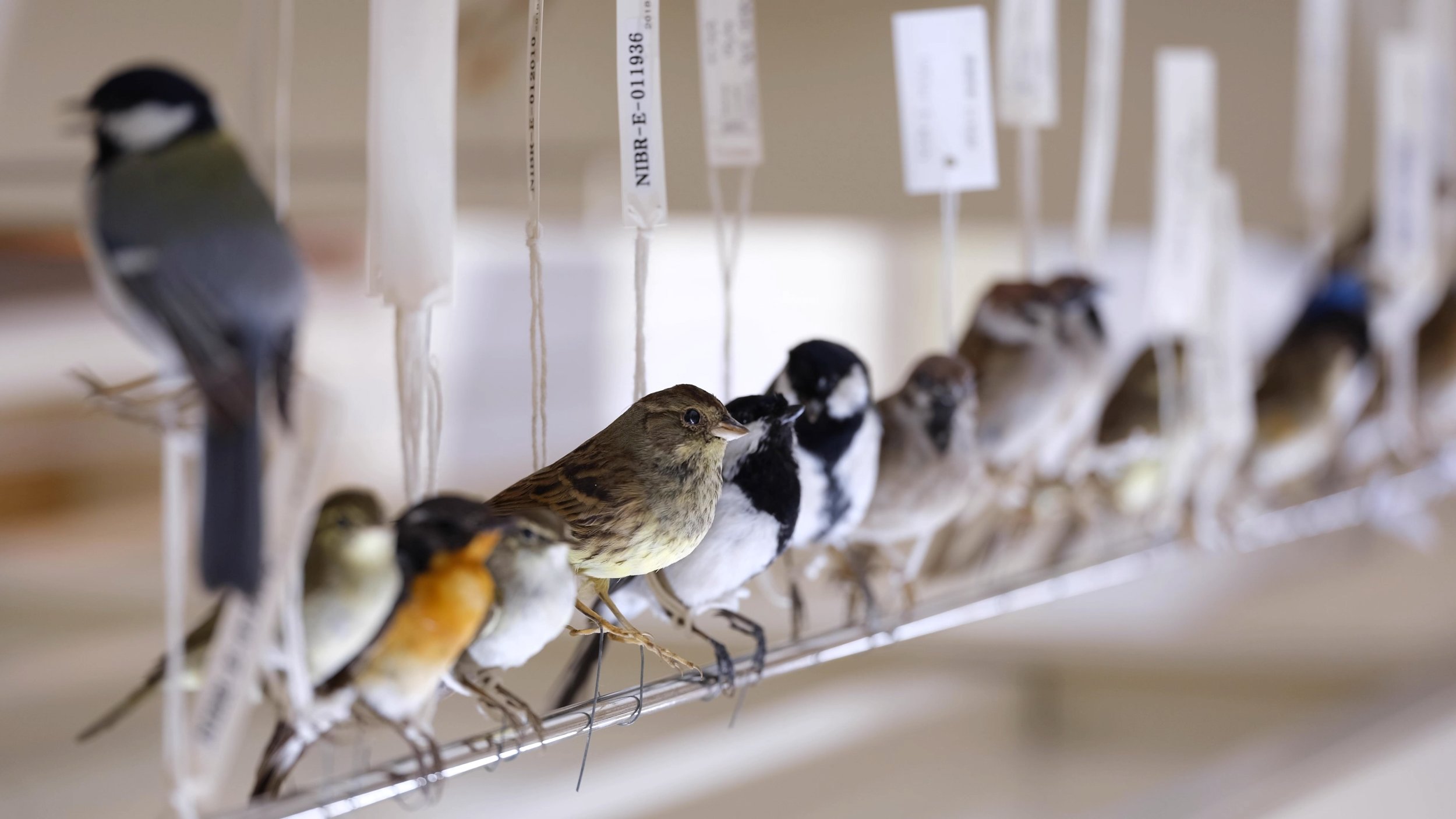 Ifie Sin_cold bird#1_001.jpg
