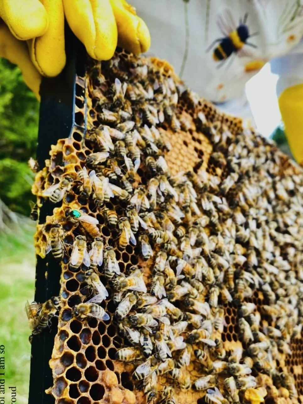 Protecting our ecosystem by supporting our pollinators! 

Meet our queen bee @anastasiya_and_maze and her trusty sidekick Maze - you may see them coming and going from the farm during the spring and summer months 

When she is not saving lives as an 